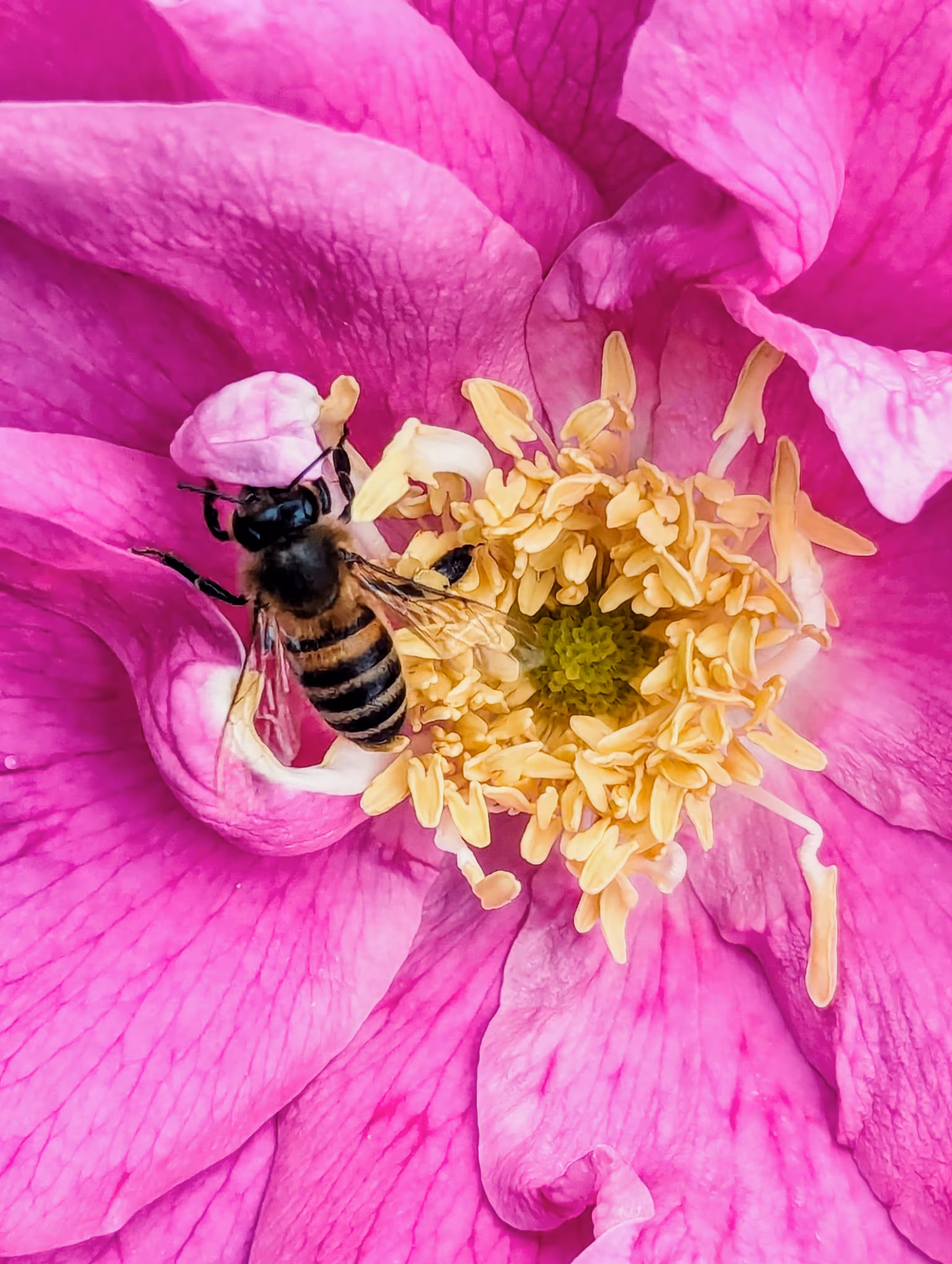 Luke_0x1 Photography : Bee in the pink