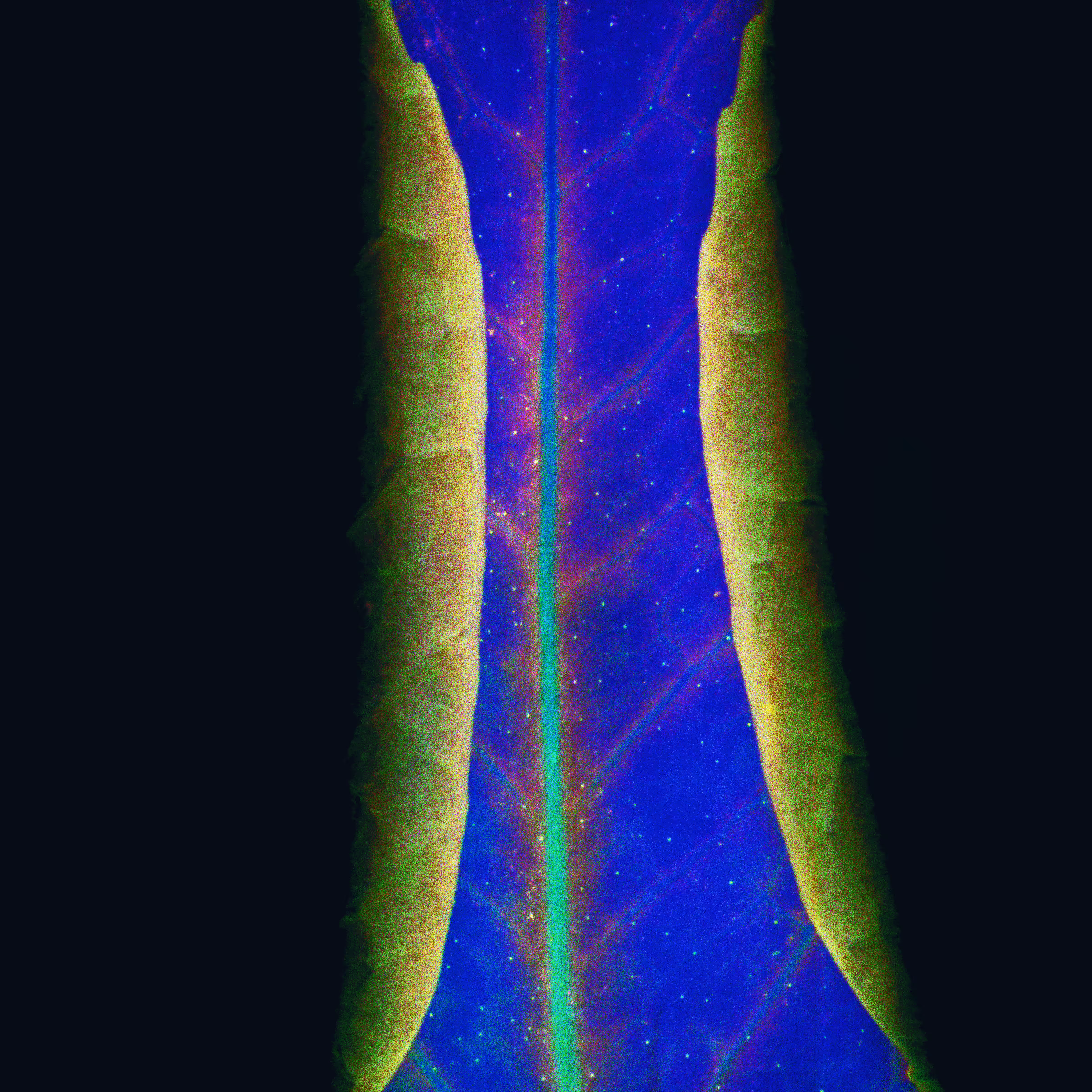 Vegetal Tree Leaf Plant