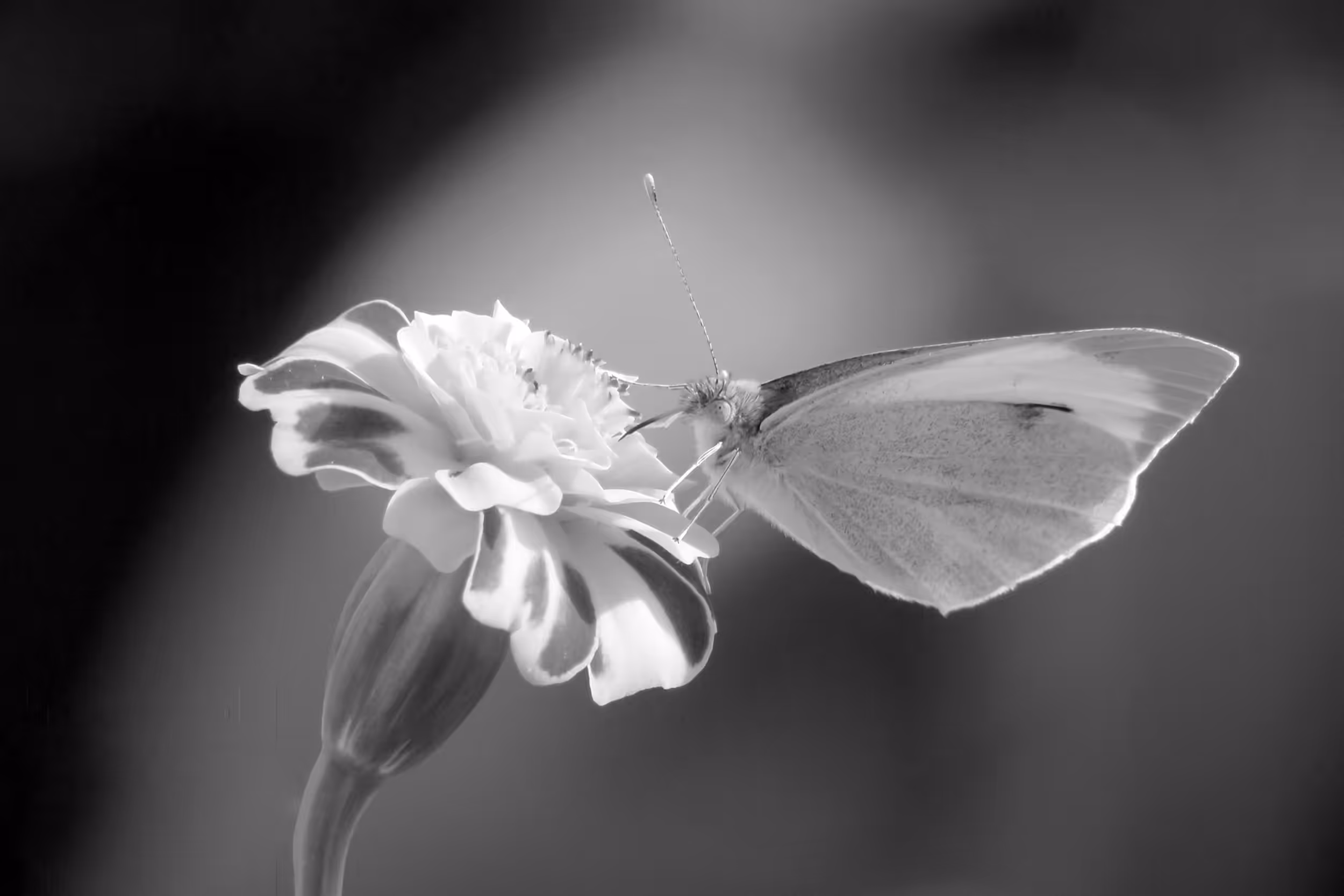 Symbiosis