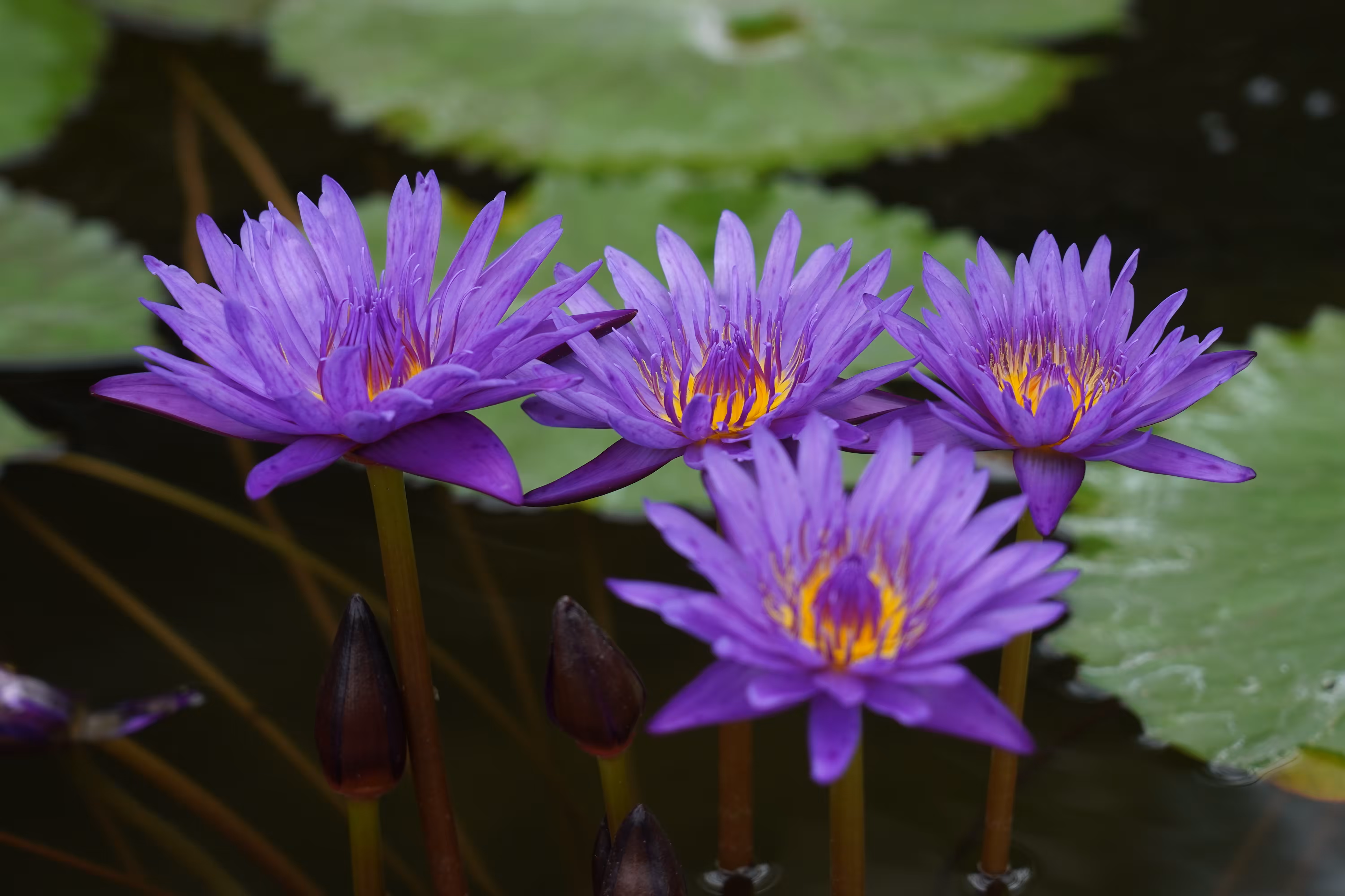 Nymphaea Tanzanite