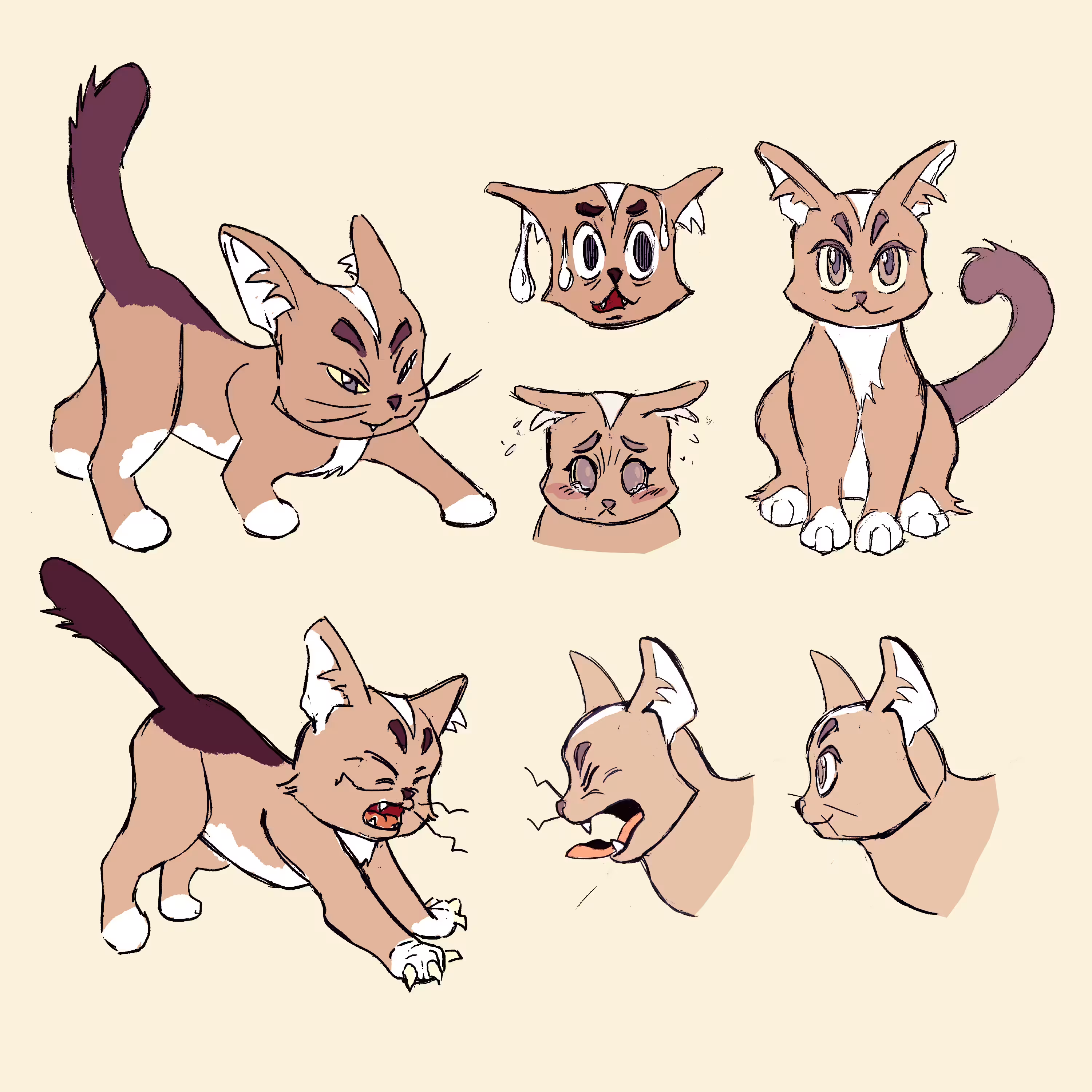 SmolCat Exploration