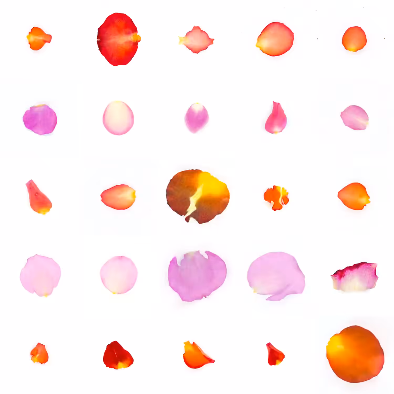 Infinite Petals 5x5#21378
