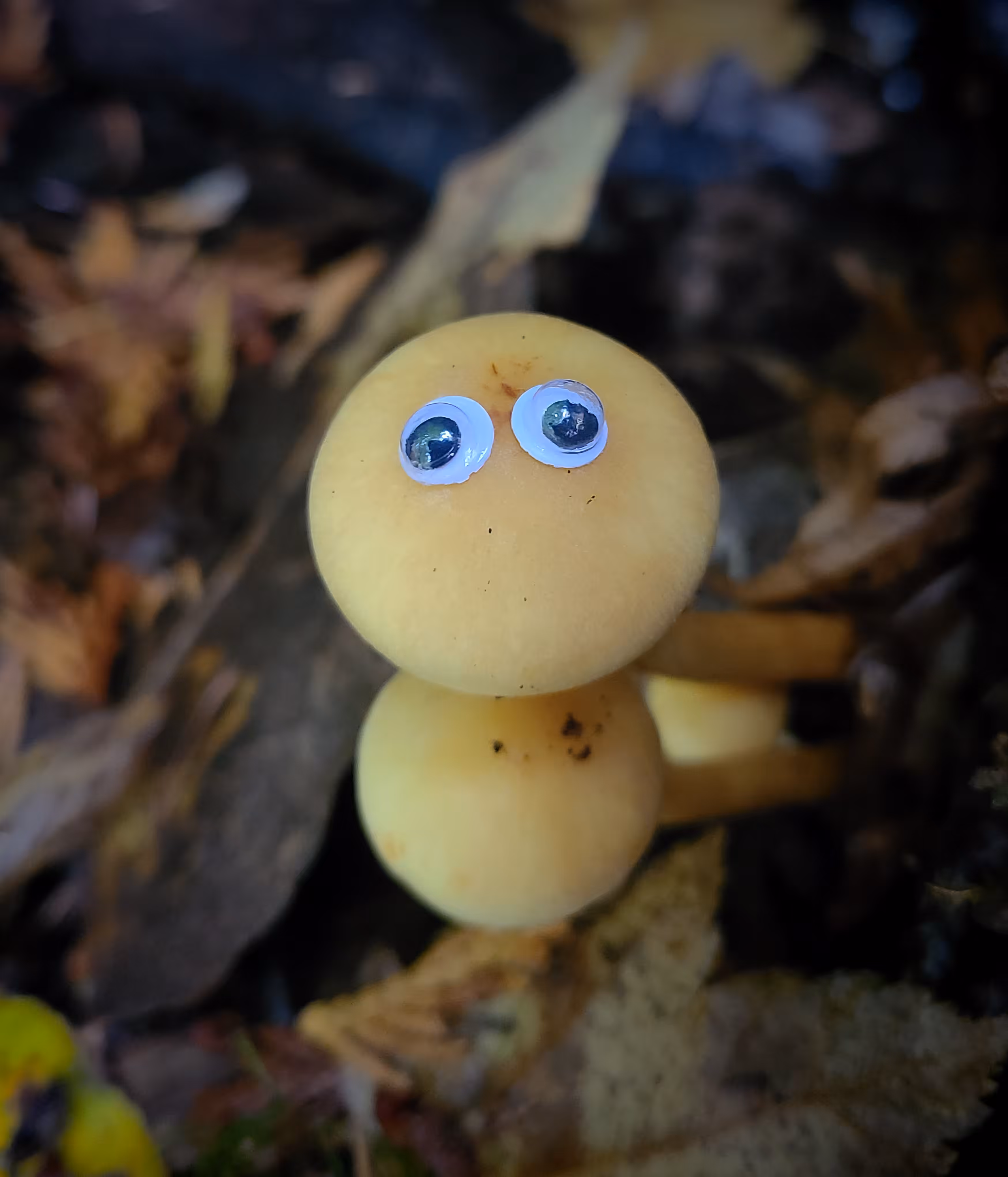 Googly Eyes 028: The Origin of Consciousness in the Emergence of the Mycelial Mind