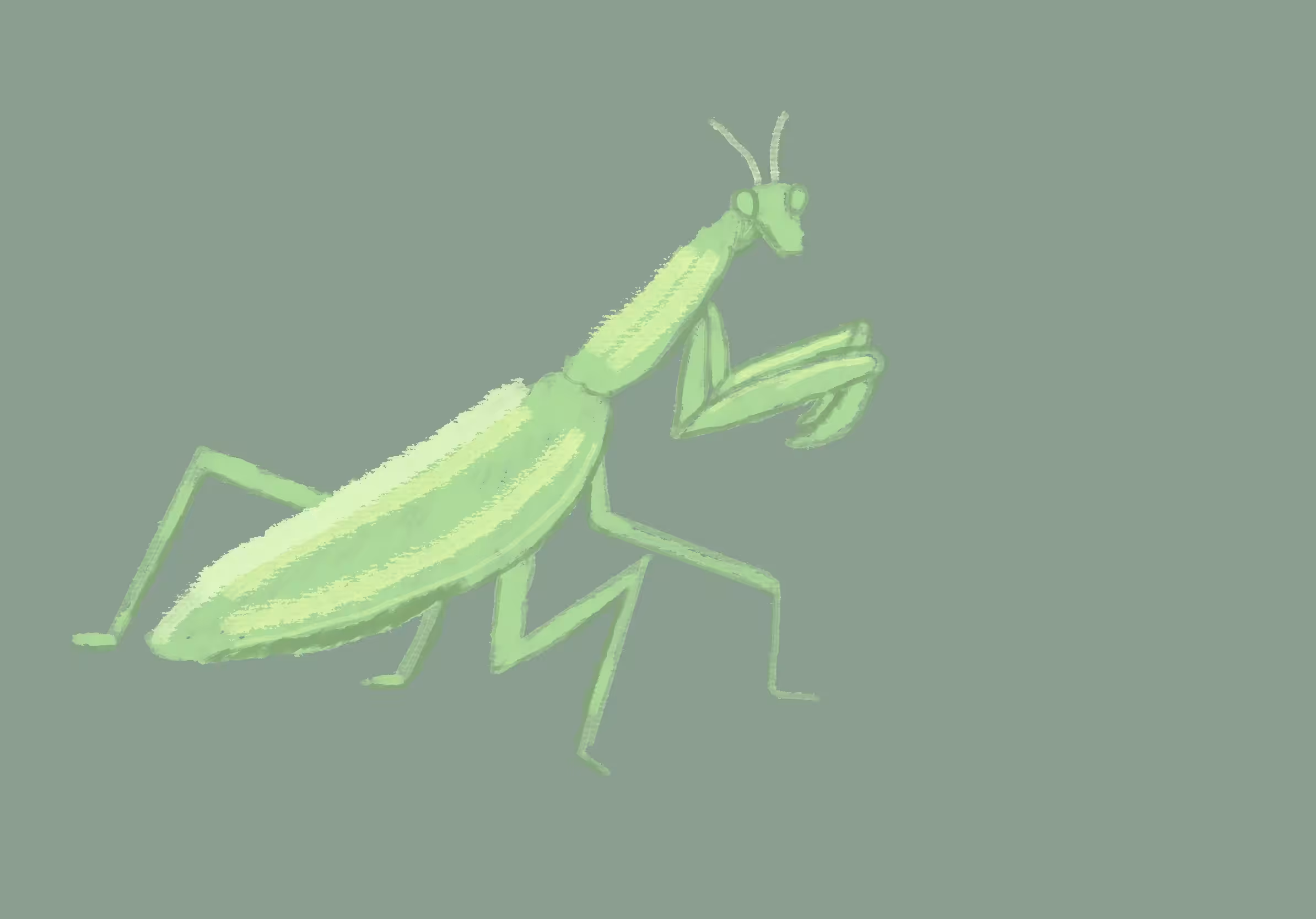 GM! #47 - GREEN praying mantis