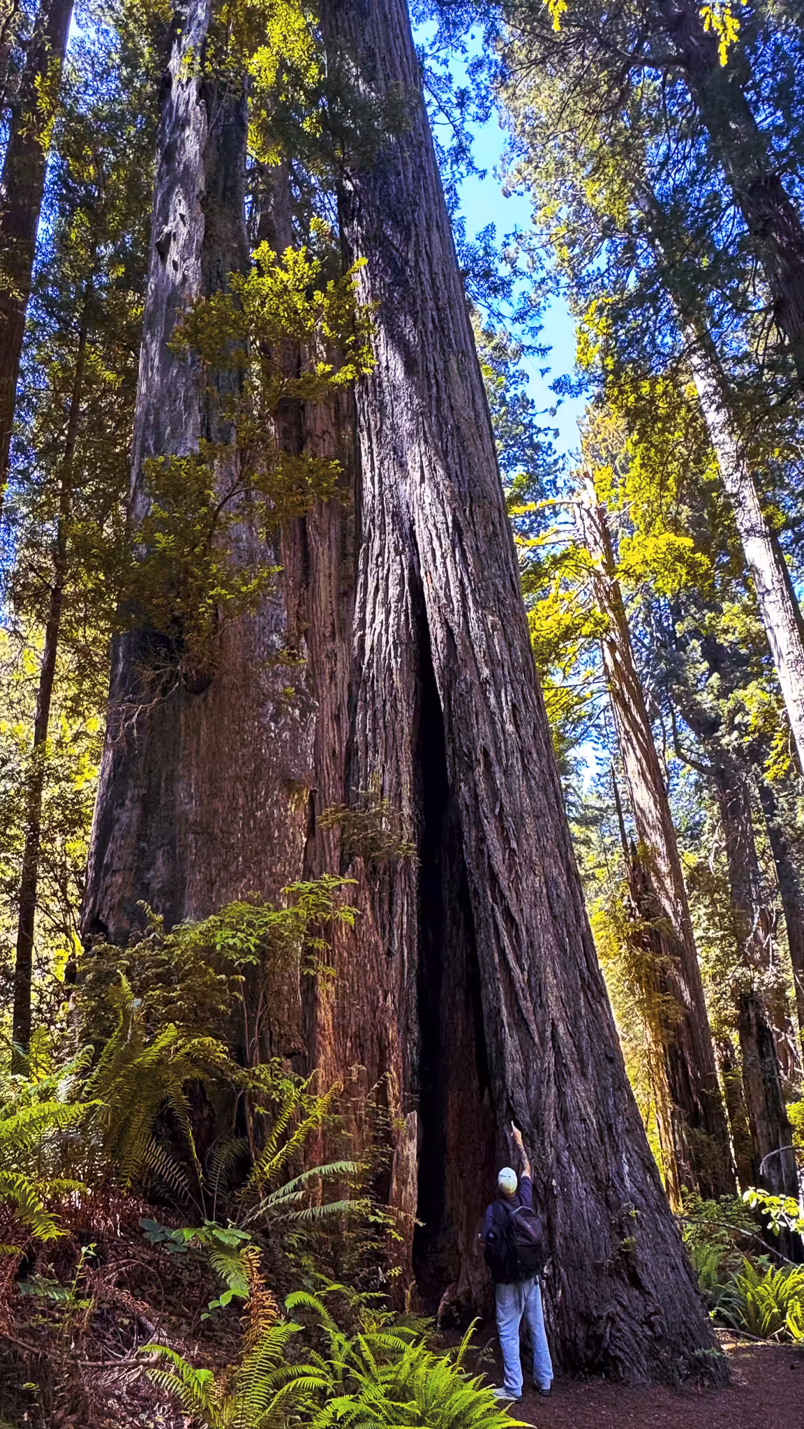 GeoLegacy Origins: Giant Sequoia 23