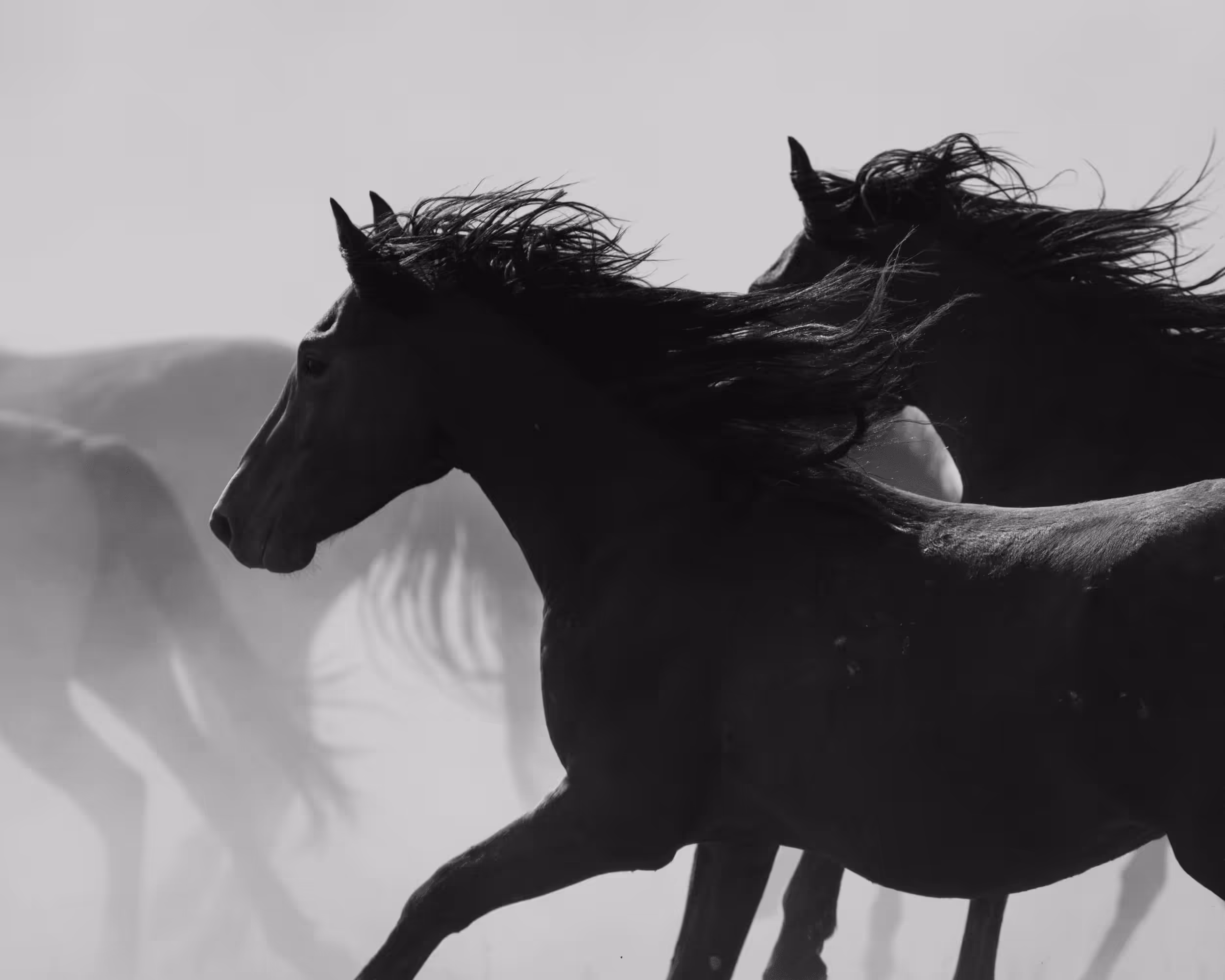 Wild Mustangs: Stampede