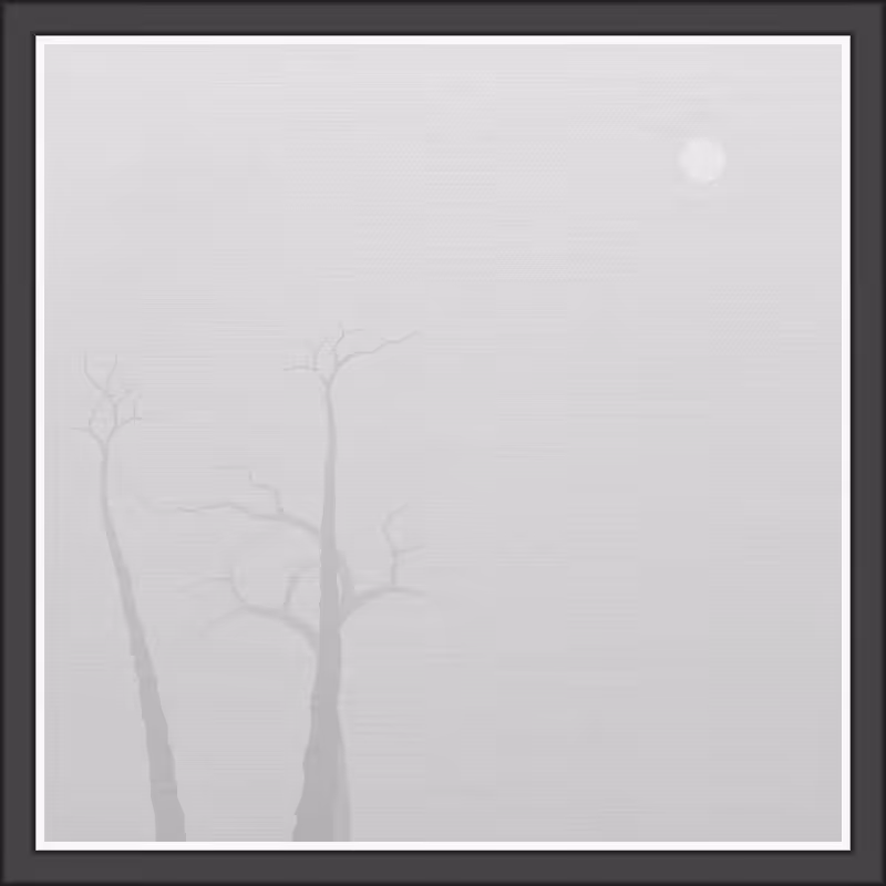 The Foggy Trees #111