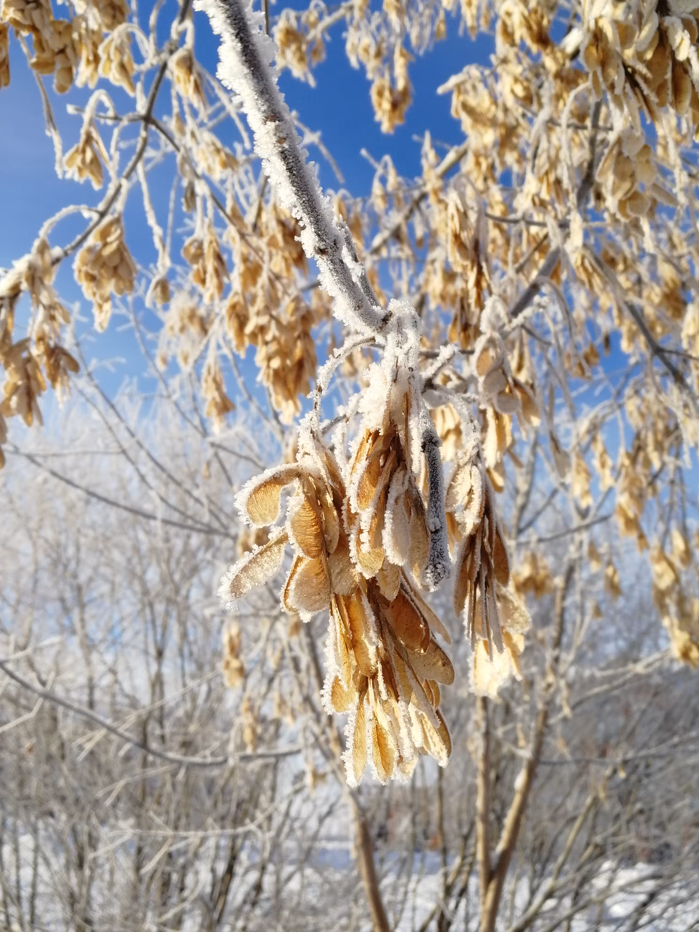Frost
