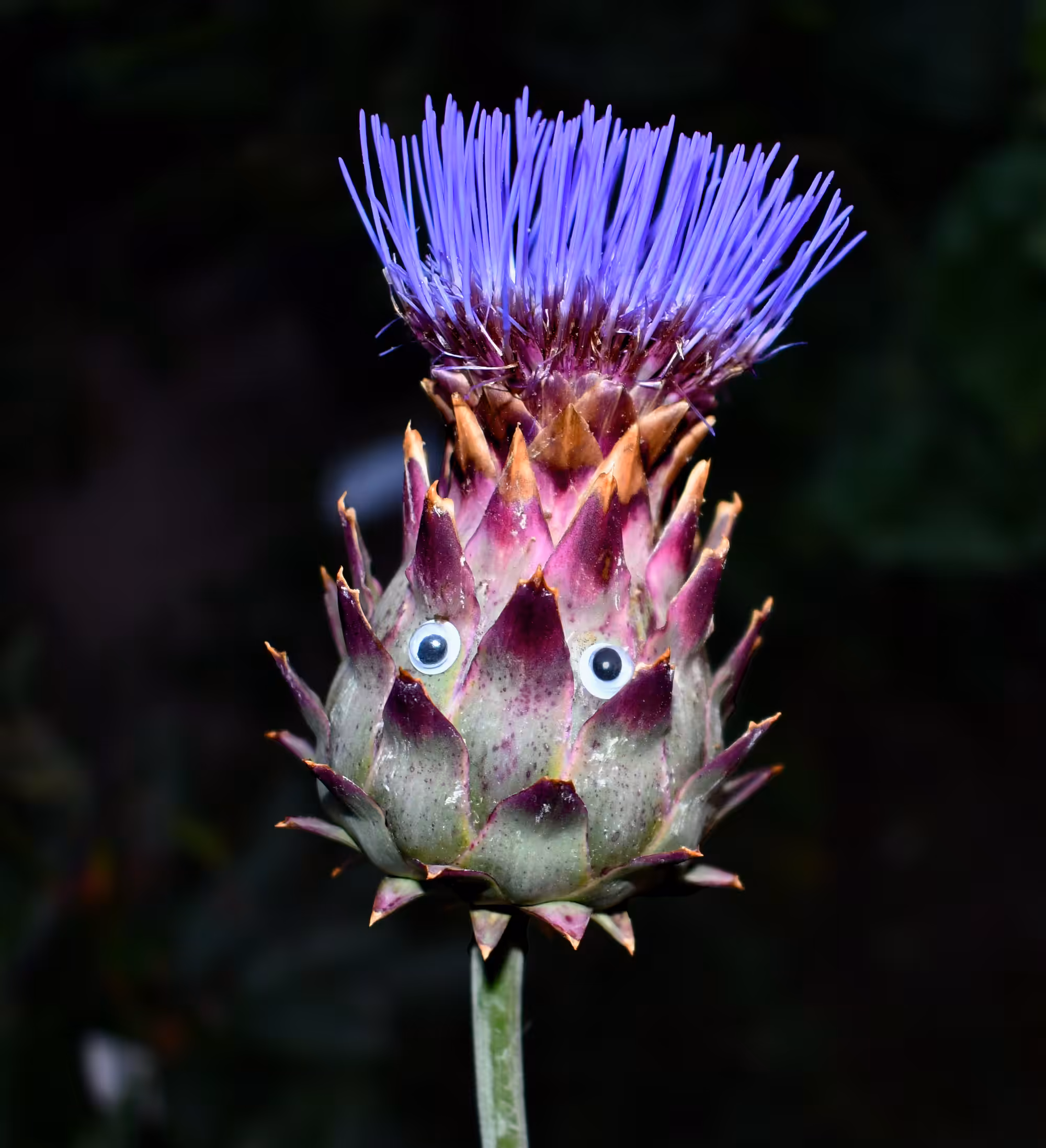 Googly Eyes 19: Thorn a Star