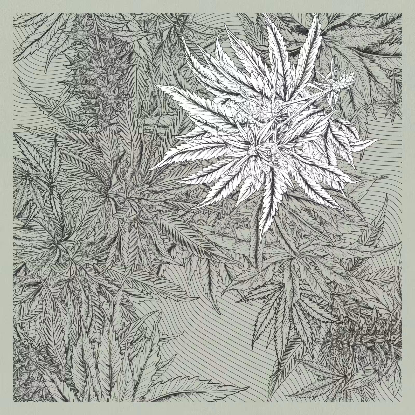 zancannabis #162