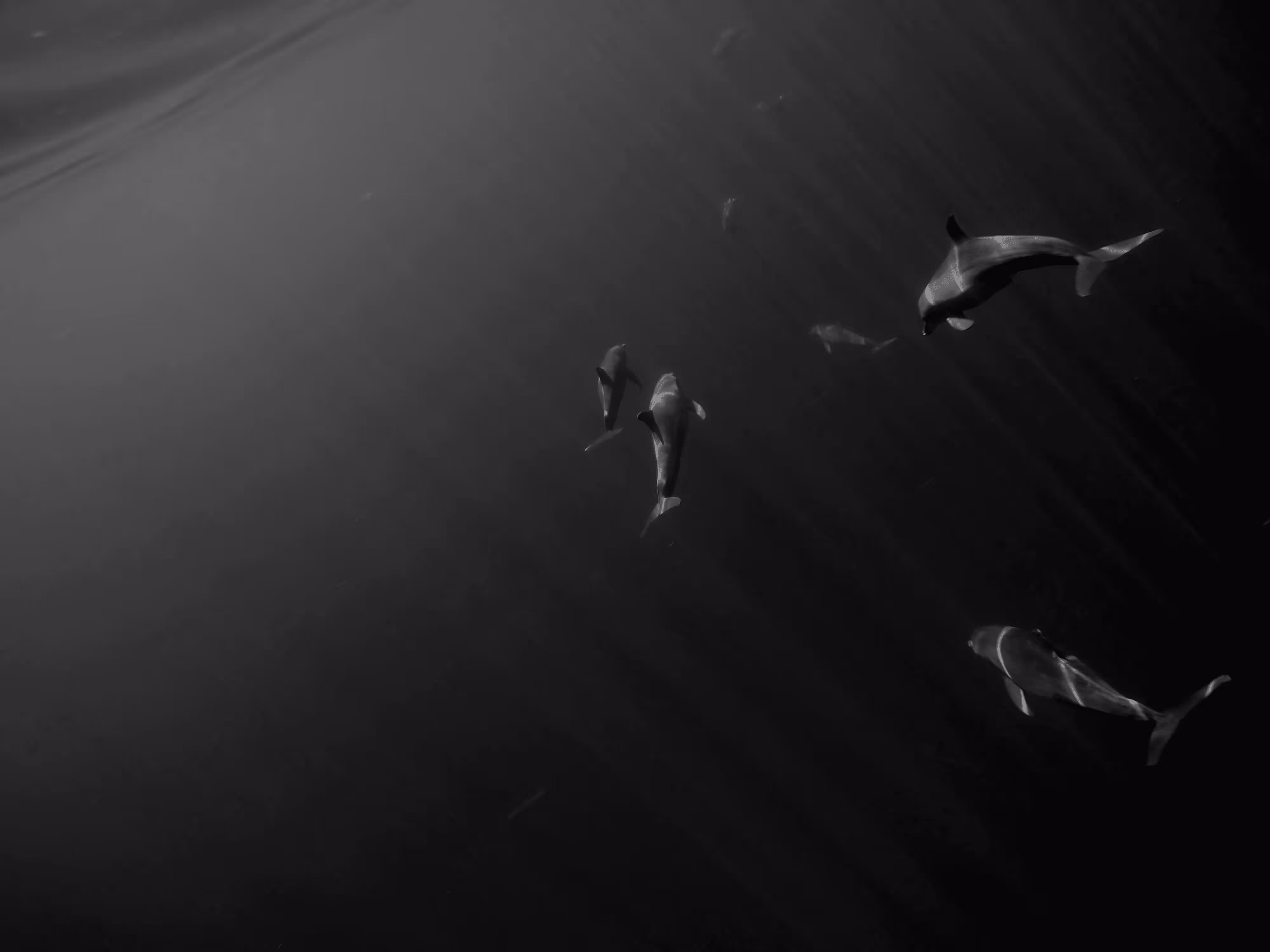 Dolphins B/W