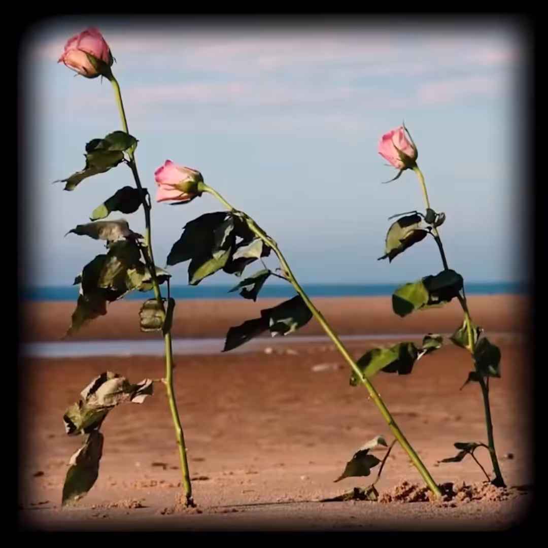 Roses en Normandie