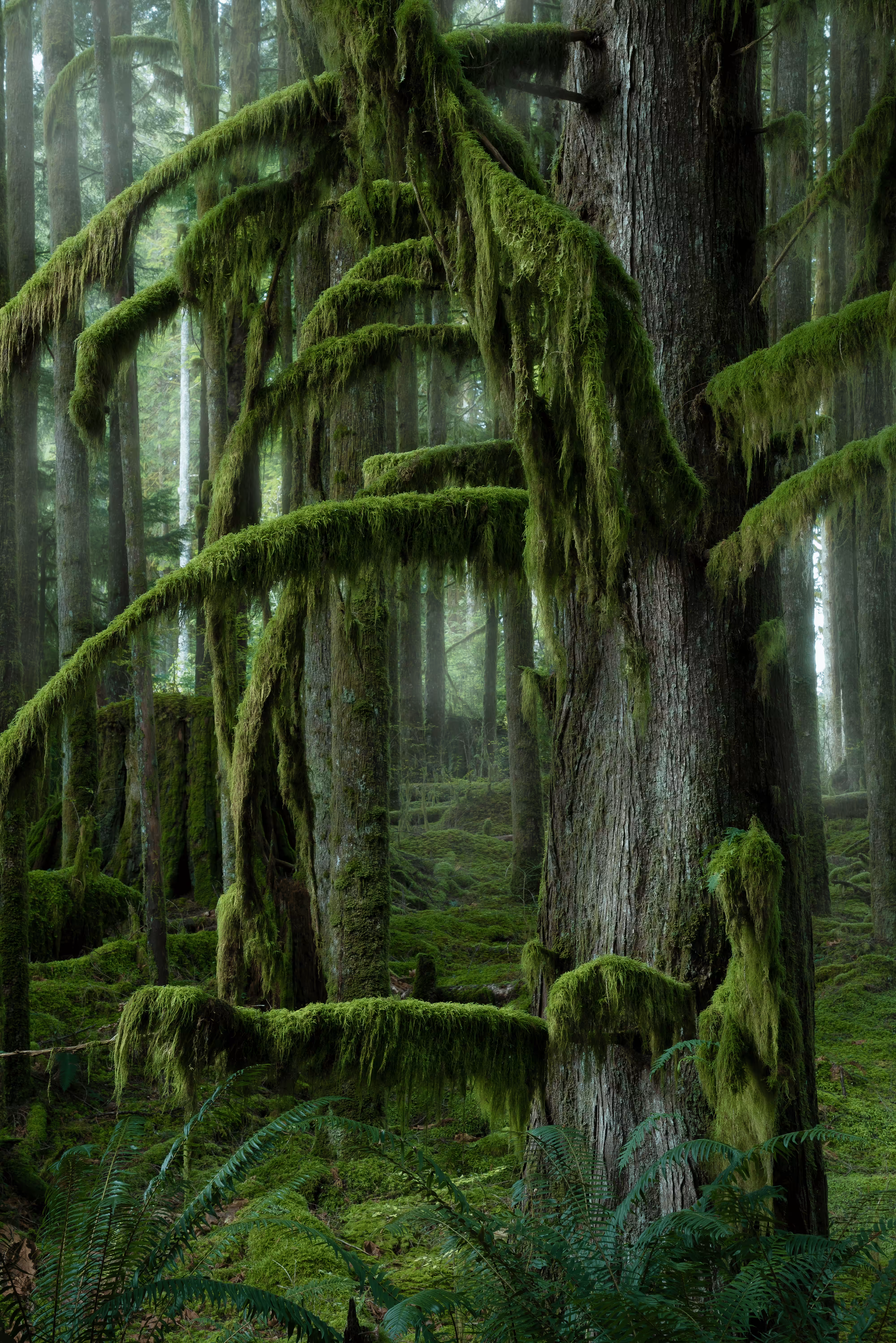 #27 - Forest Therapy