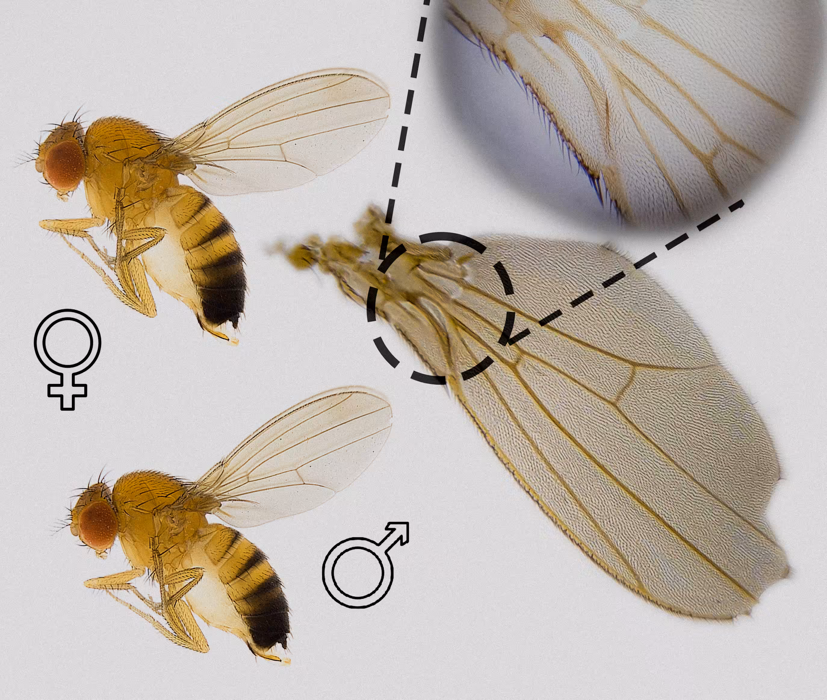 𝘋𝘳𝘰𝘴𝘰𝘱𝘩𝘪𝘭𝘢 𝘮𝘦𝘭𝘢𝘯𝘰𝘨𝘢𝘴𝘵𝘦𝘳 - The Fruit Fly Model Organism