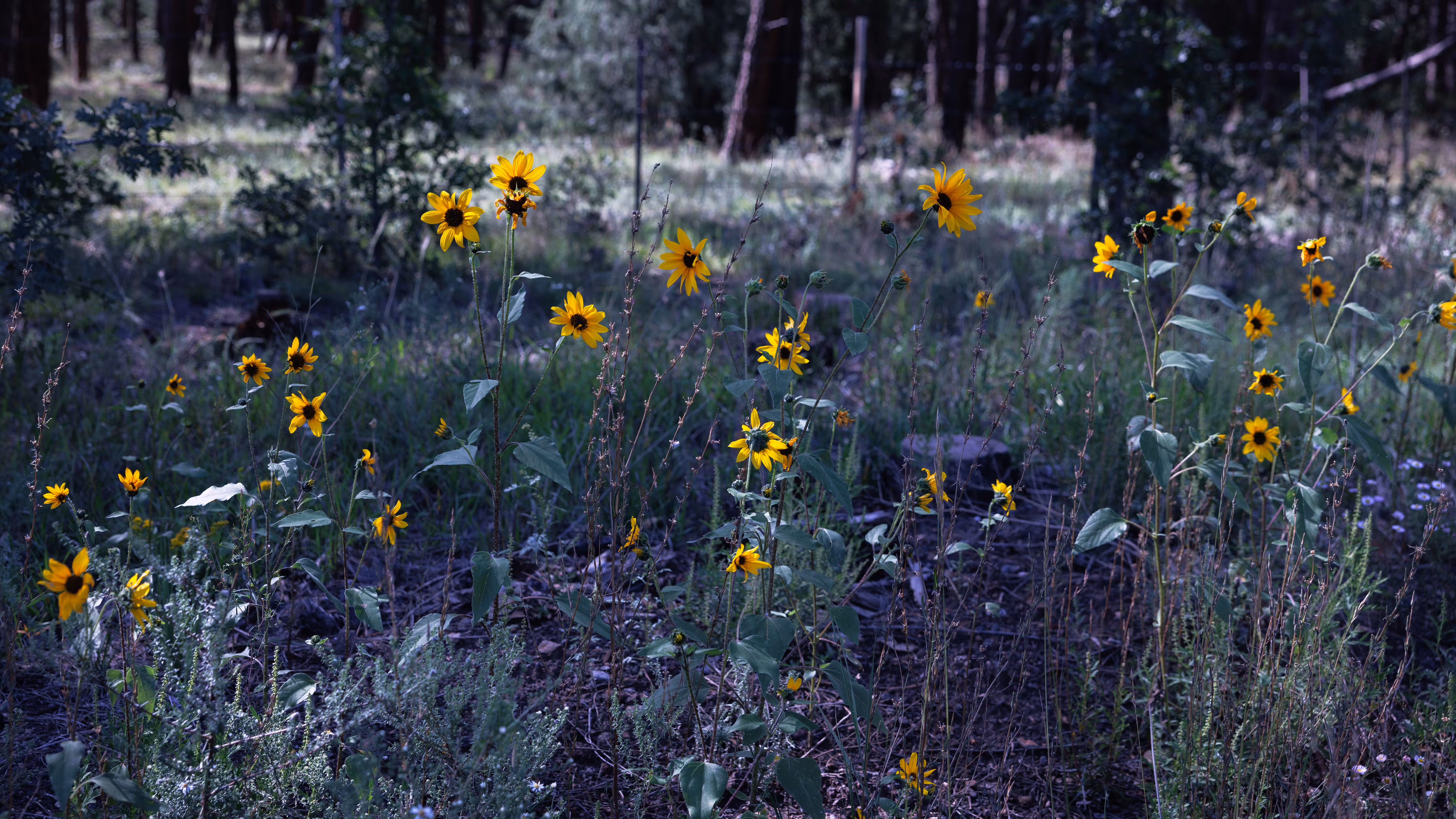 Roadside Ramble