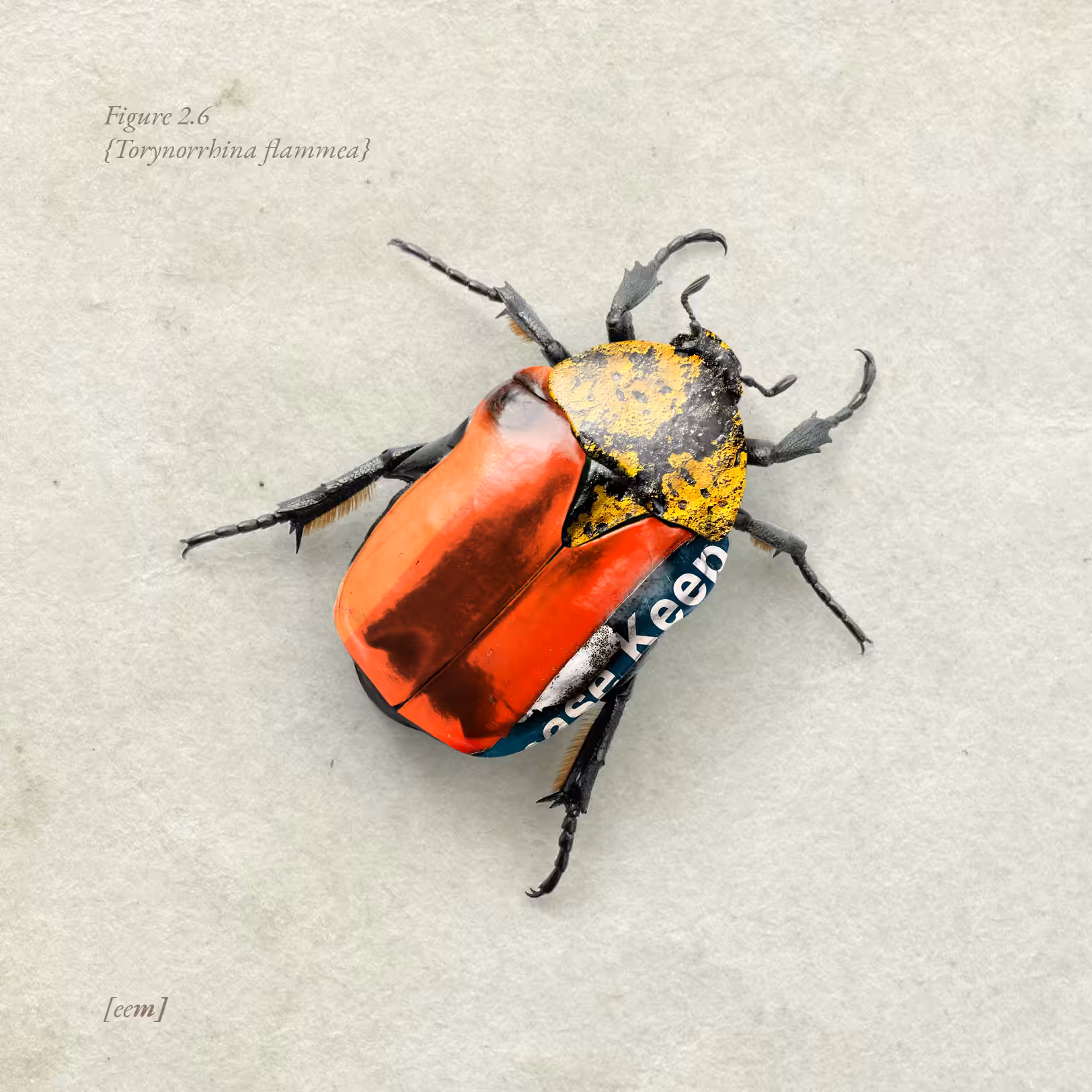 Figure 2.6 {Torynorrhina flammea}