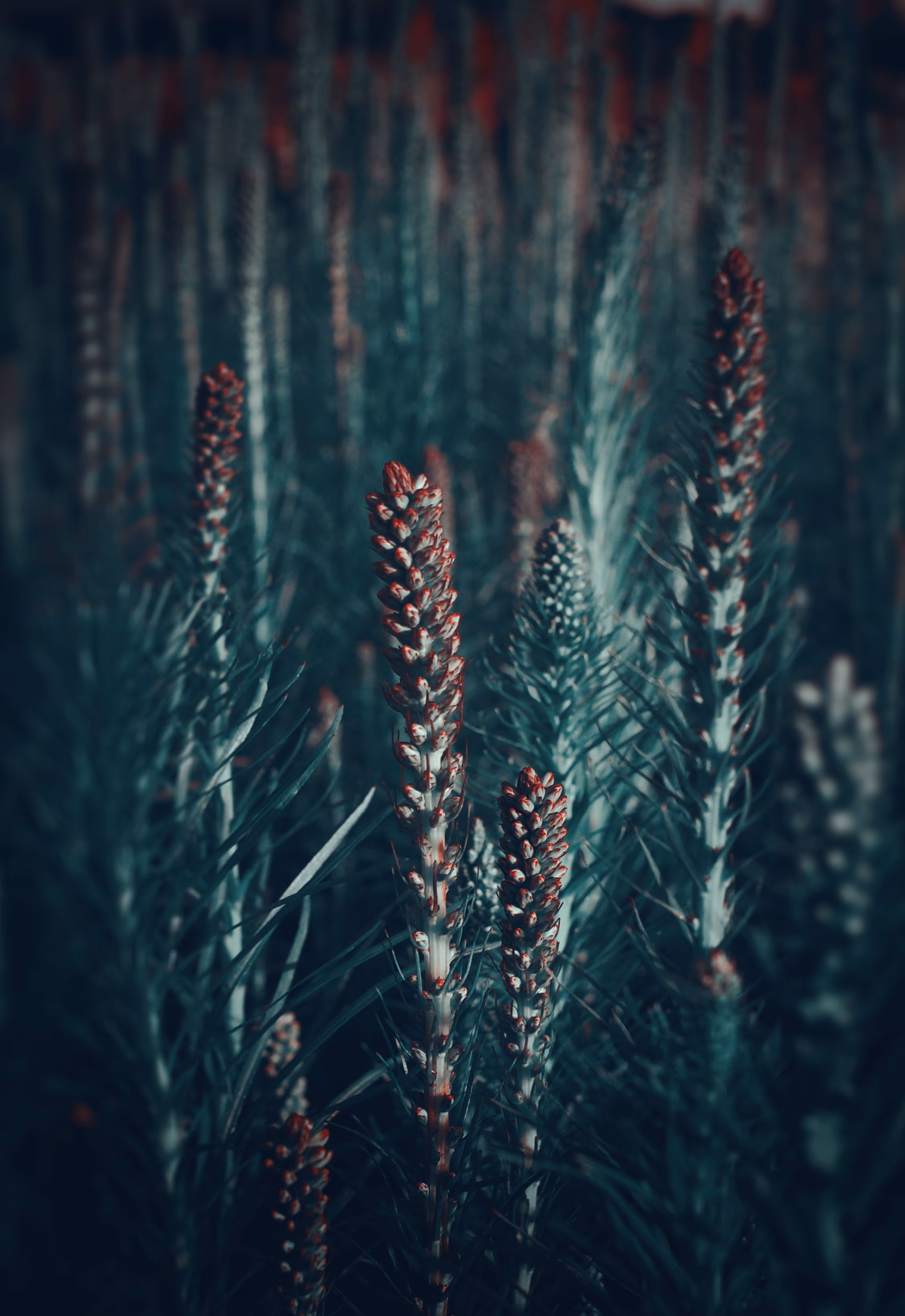 Beauty of Flowers : Liatris spicta