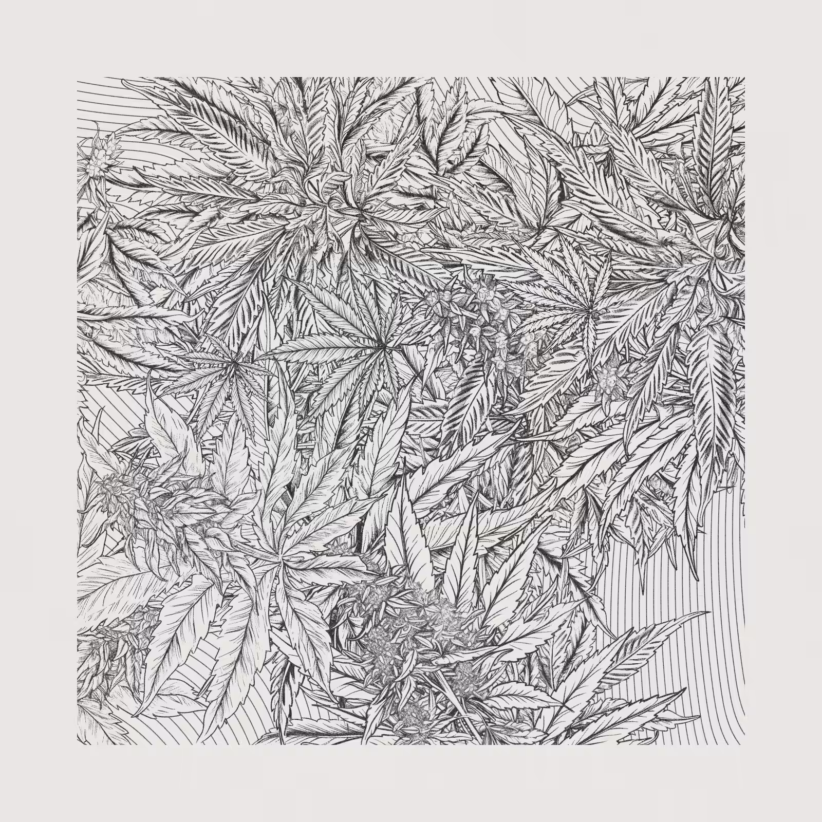 zancannabis #284