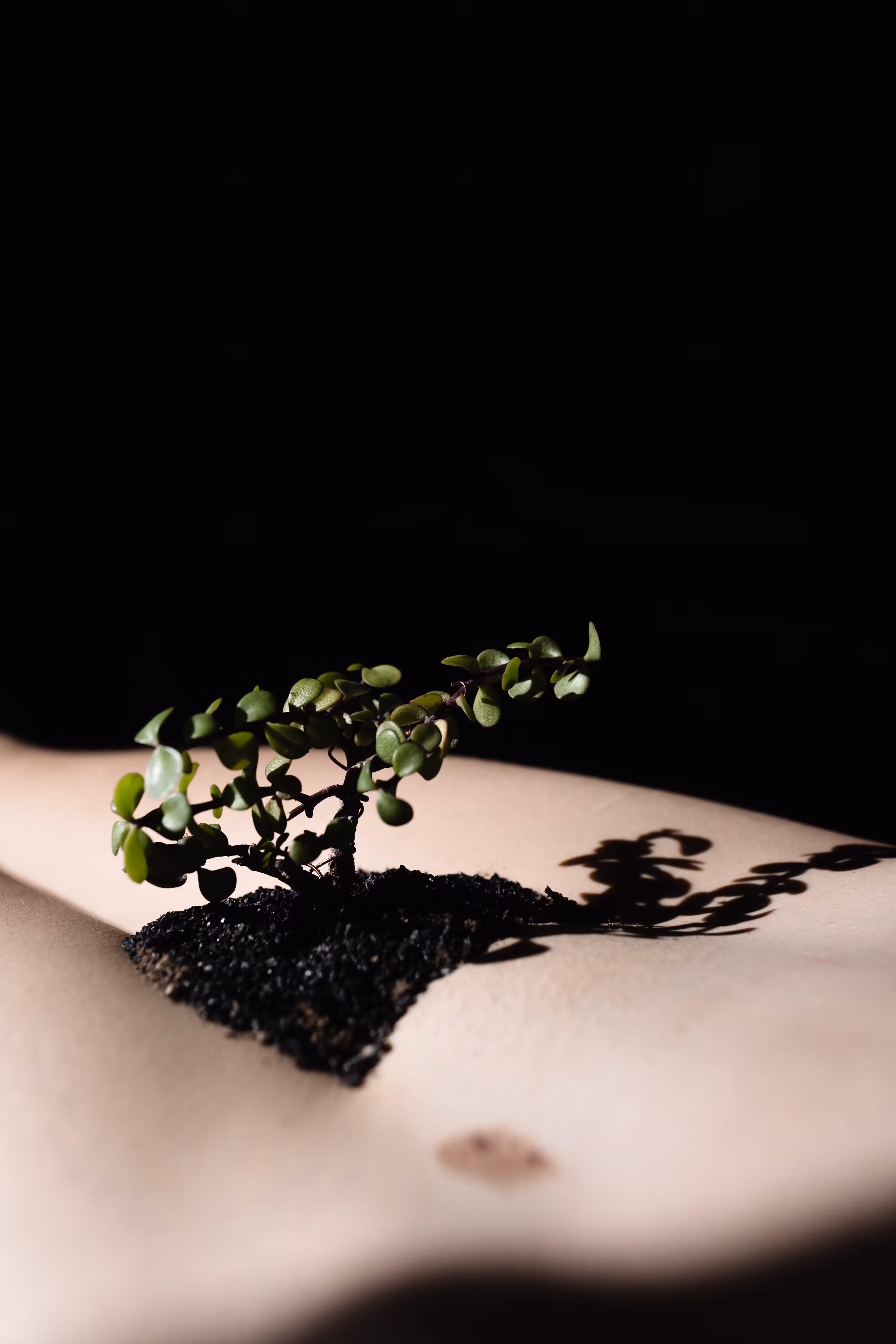 Bonsai