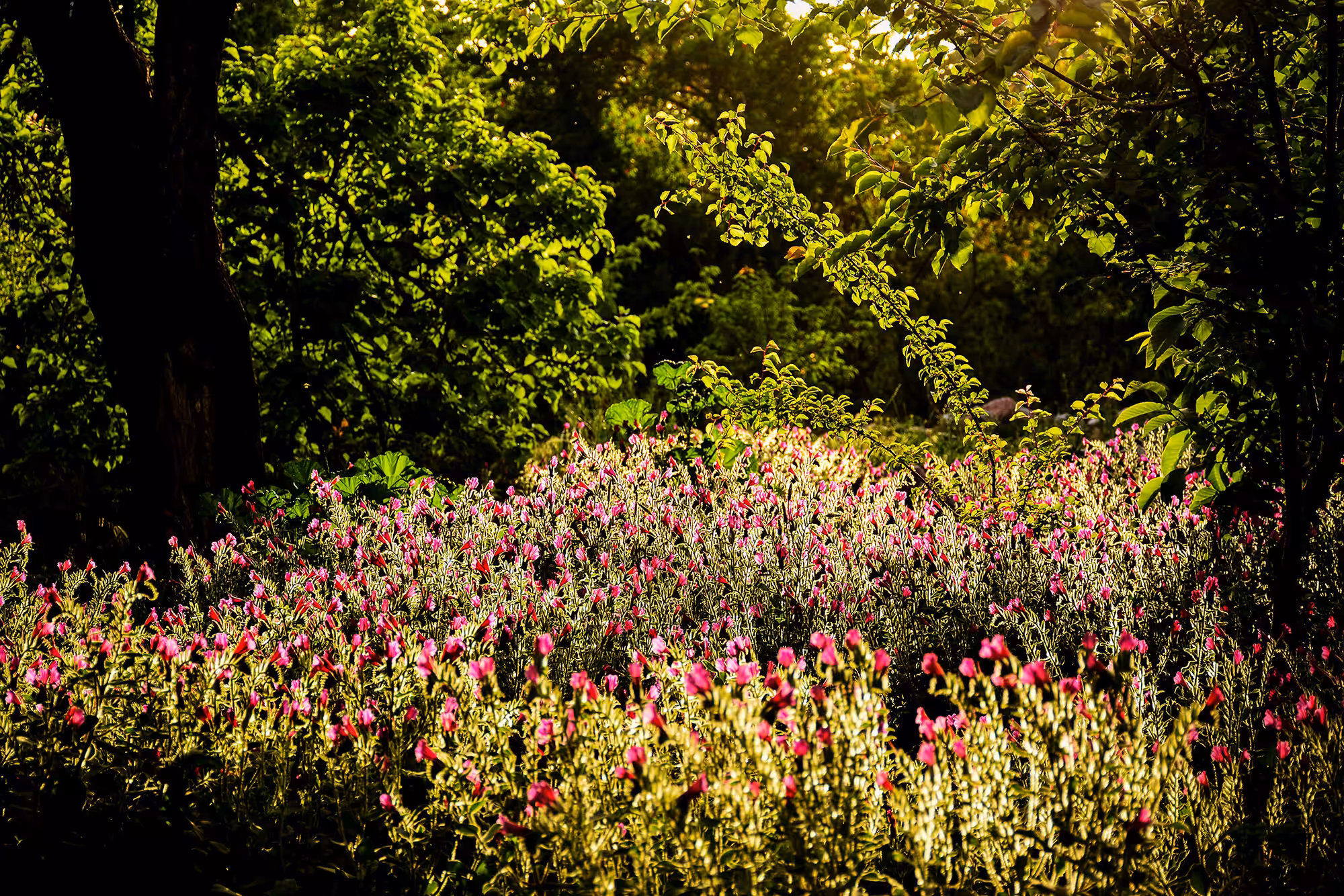 flower garden