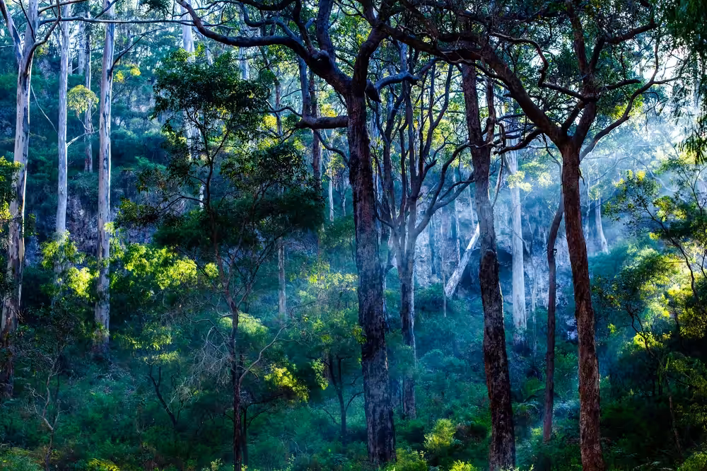 Winter Morning, Boranup Forest