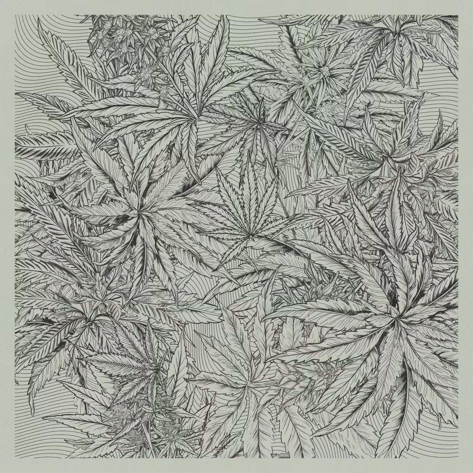 zancannabis #179