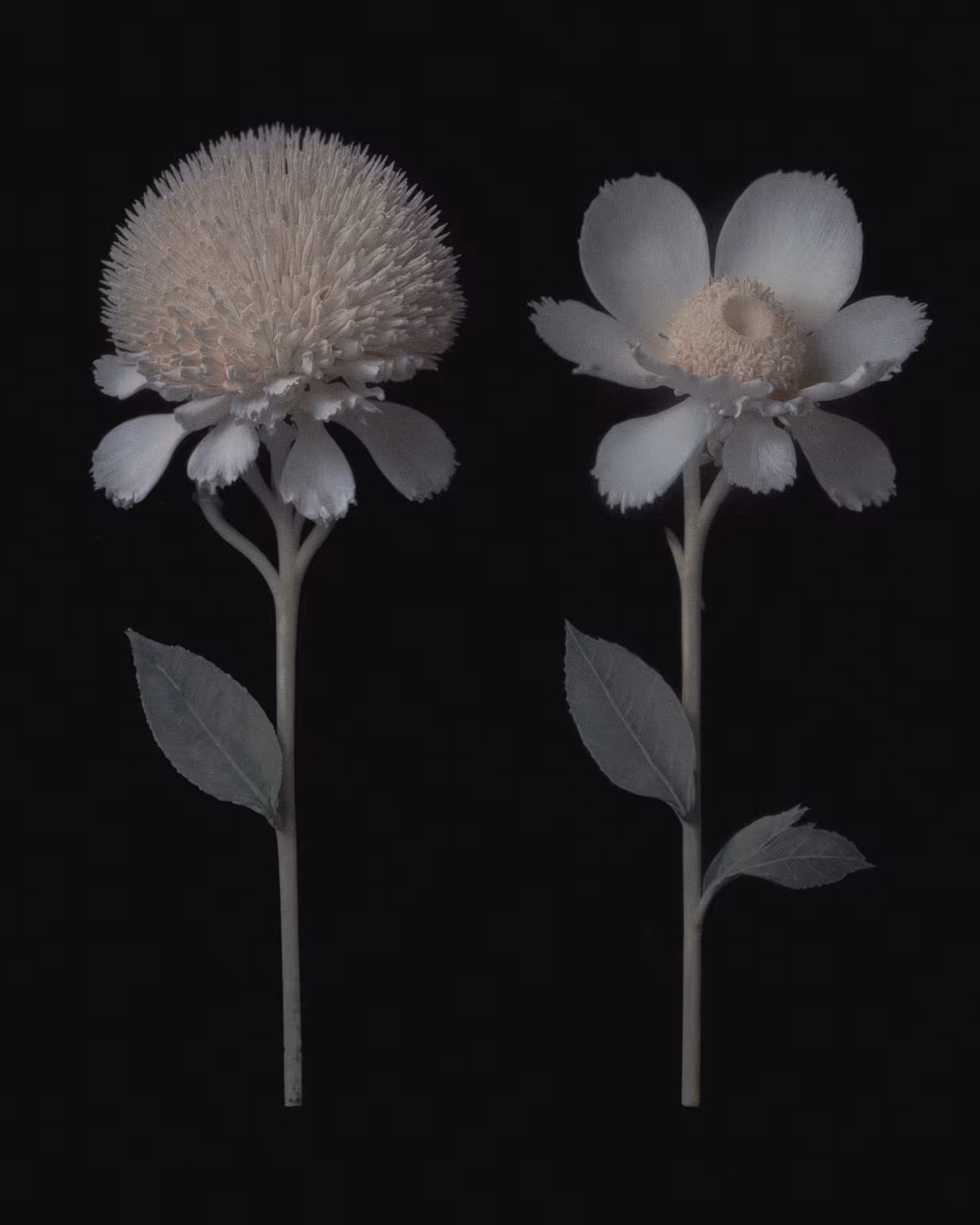 Leucospermum cordifolium