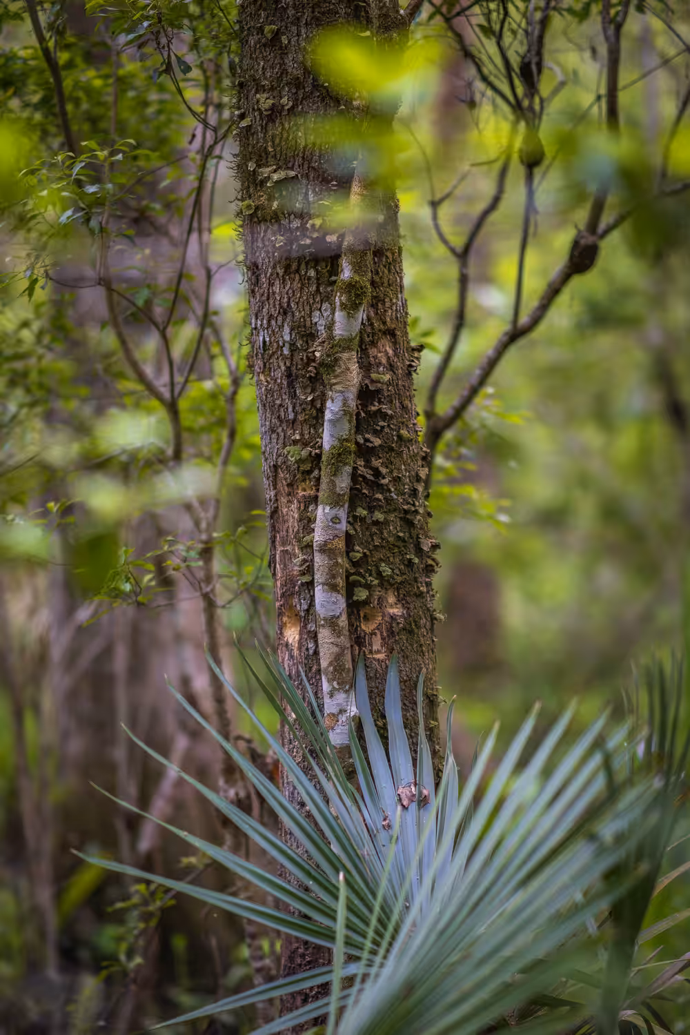 Under Tensaw Bluff II