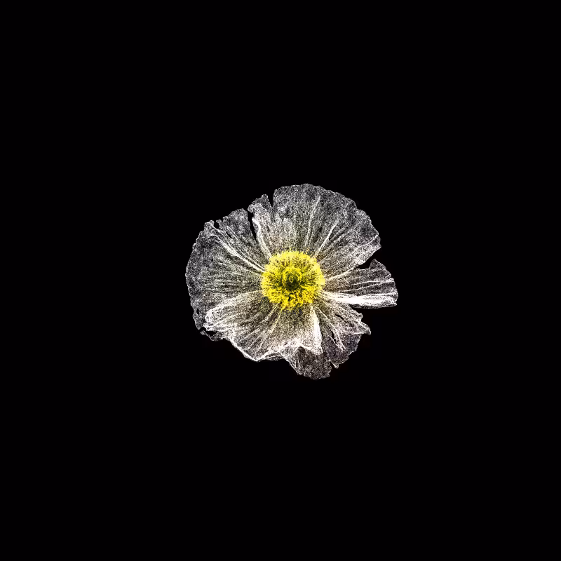 White Poppy 30 #40
