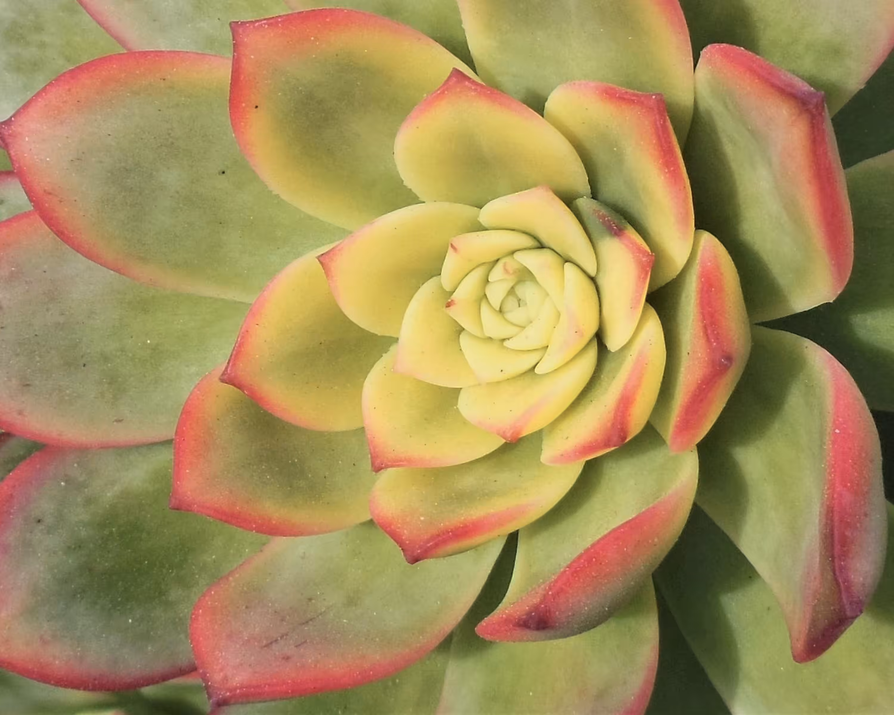Blushing