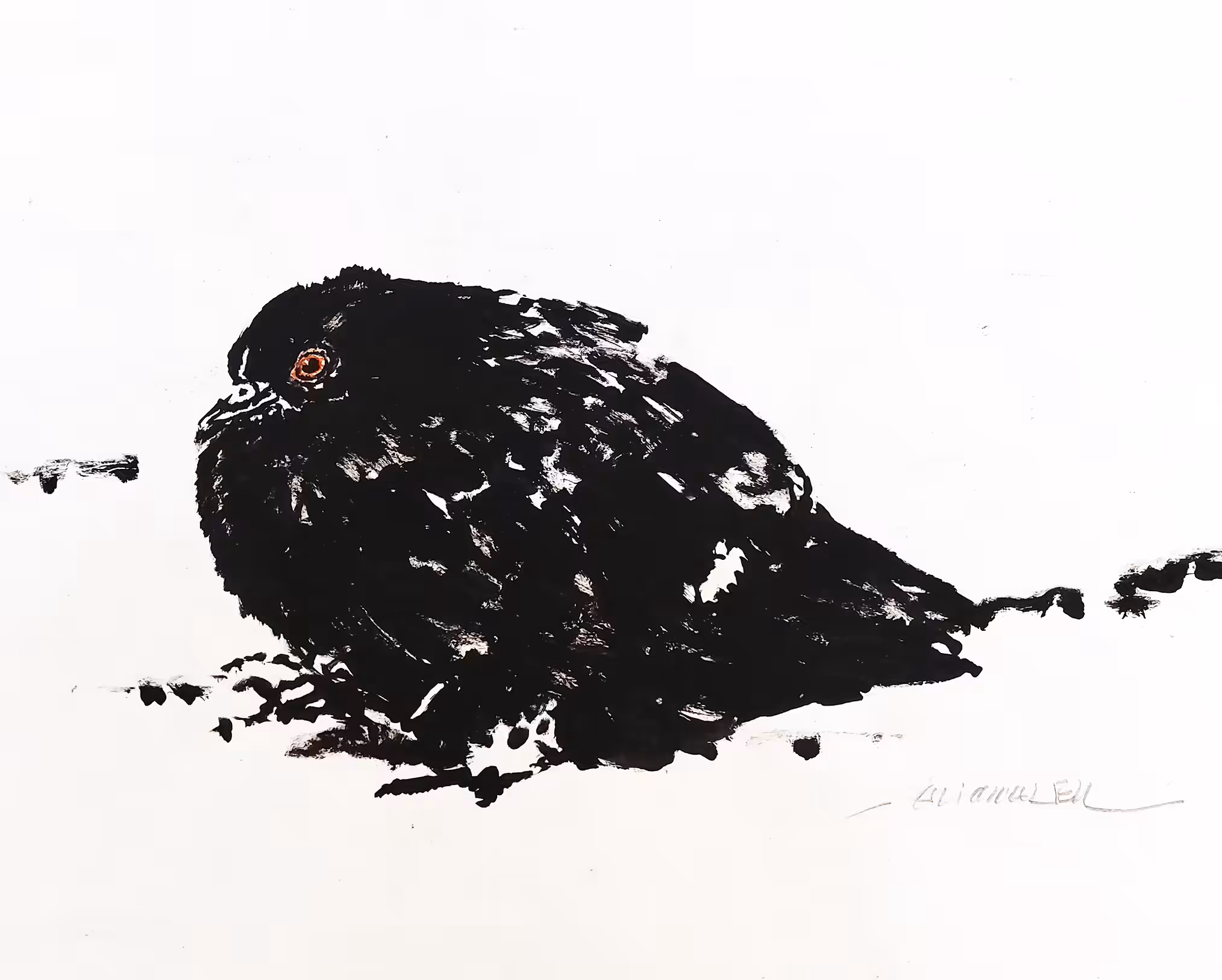 BLACK PIGEON