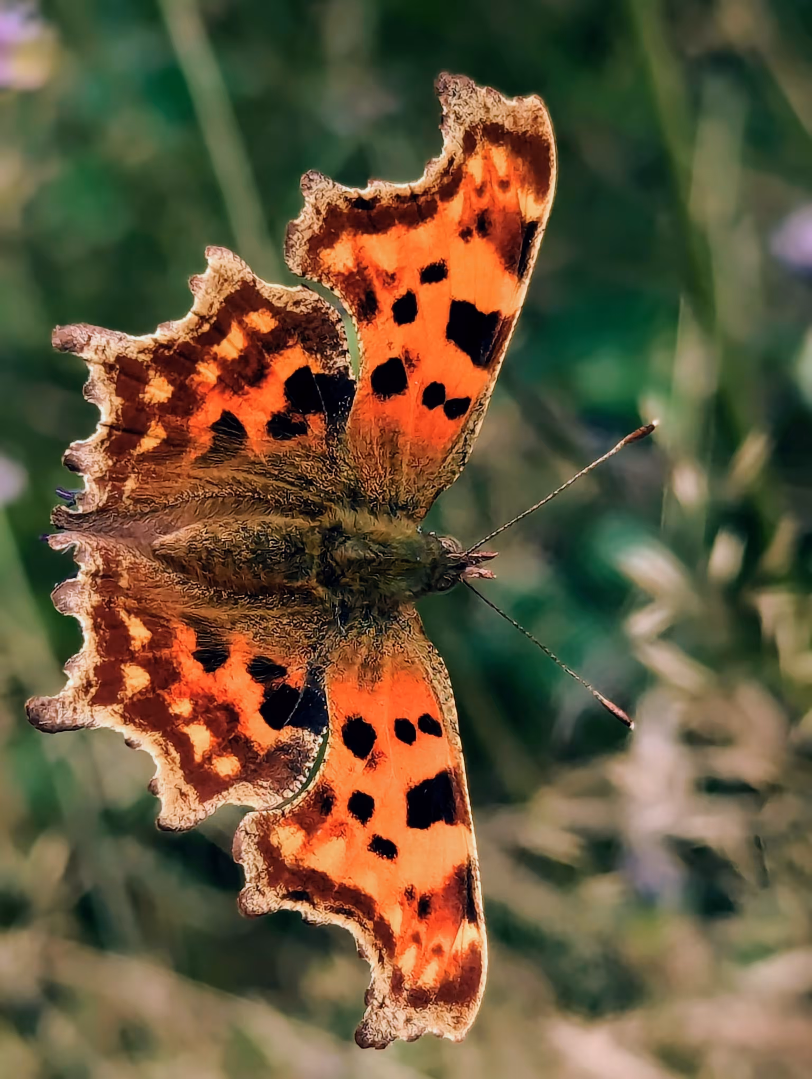 Luke_0x1 Photography : A comma full of spots