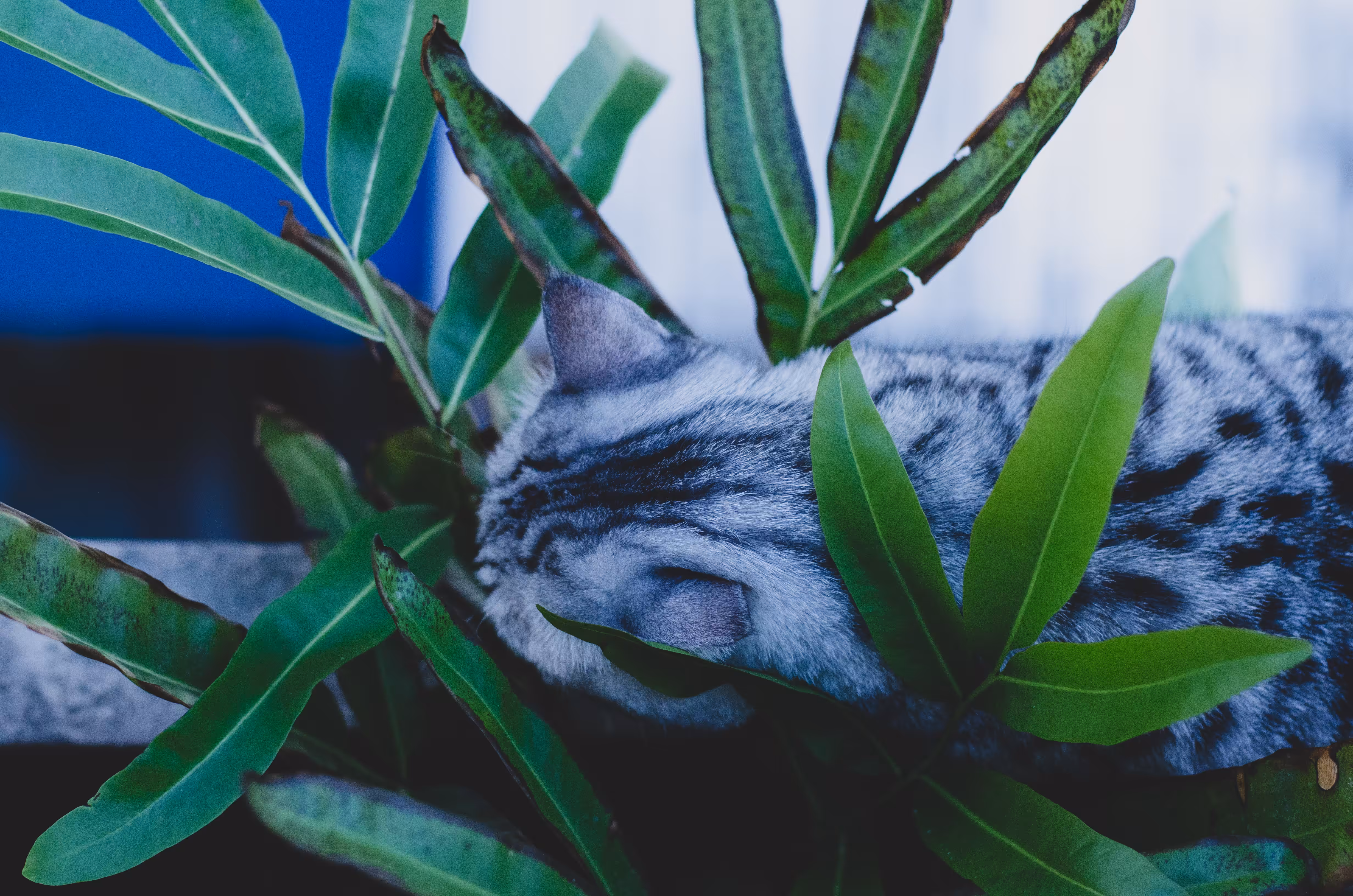 MM_Scaredy cat 2/4