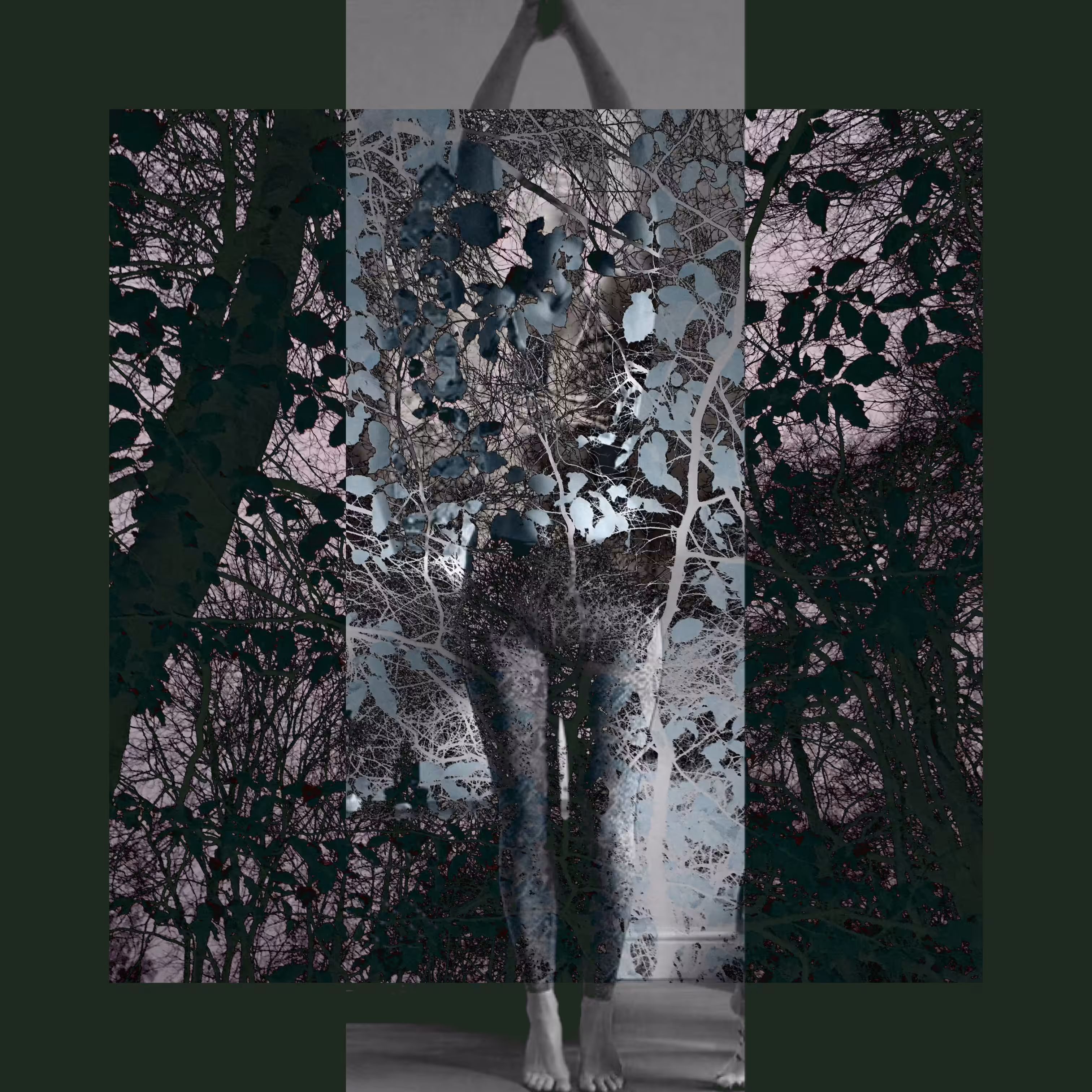 Dark Forest #5