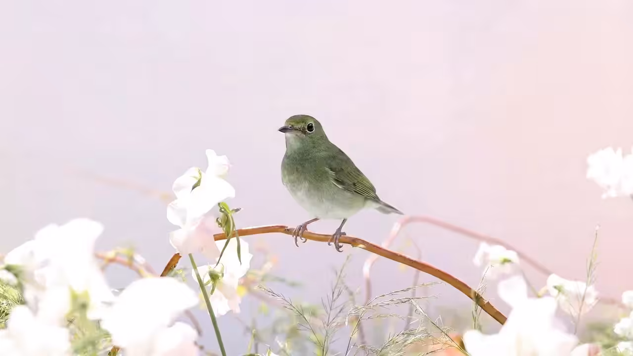 Sprite, A Place Between