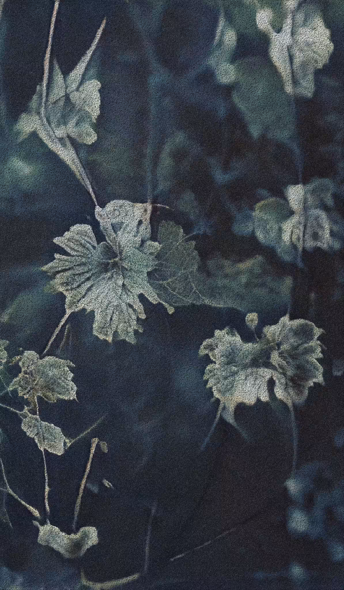 APPARATUS-VITIS: Apparatus Vitis #4