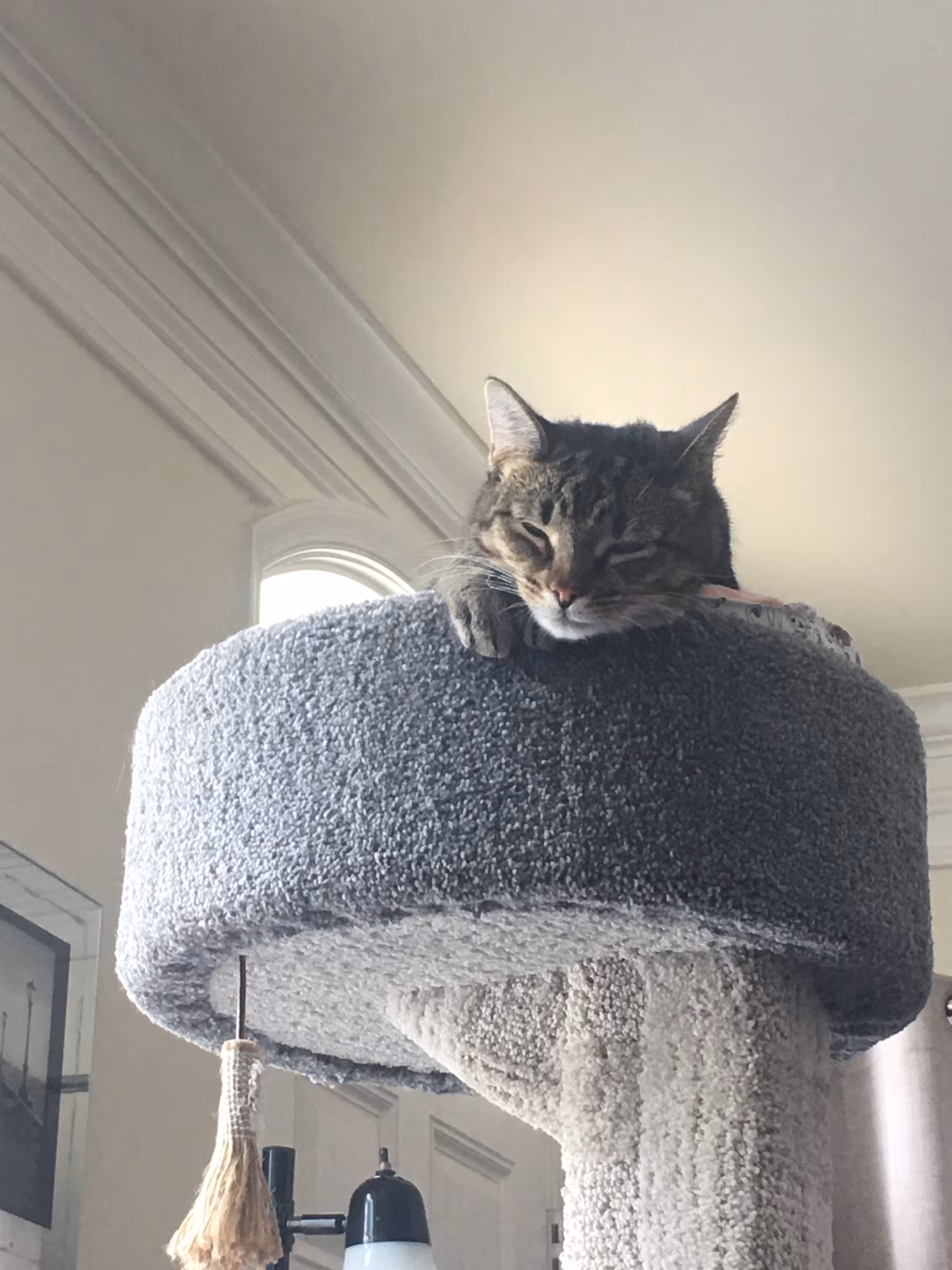 sleepy cat