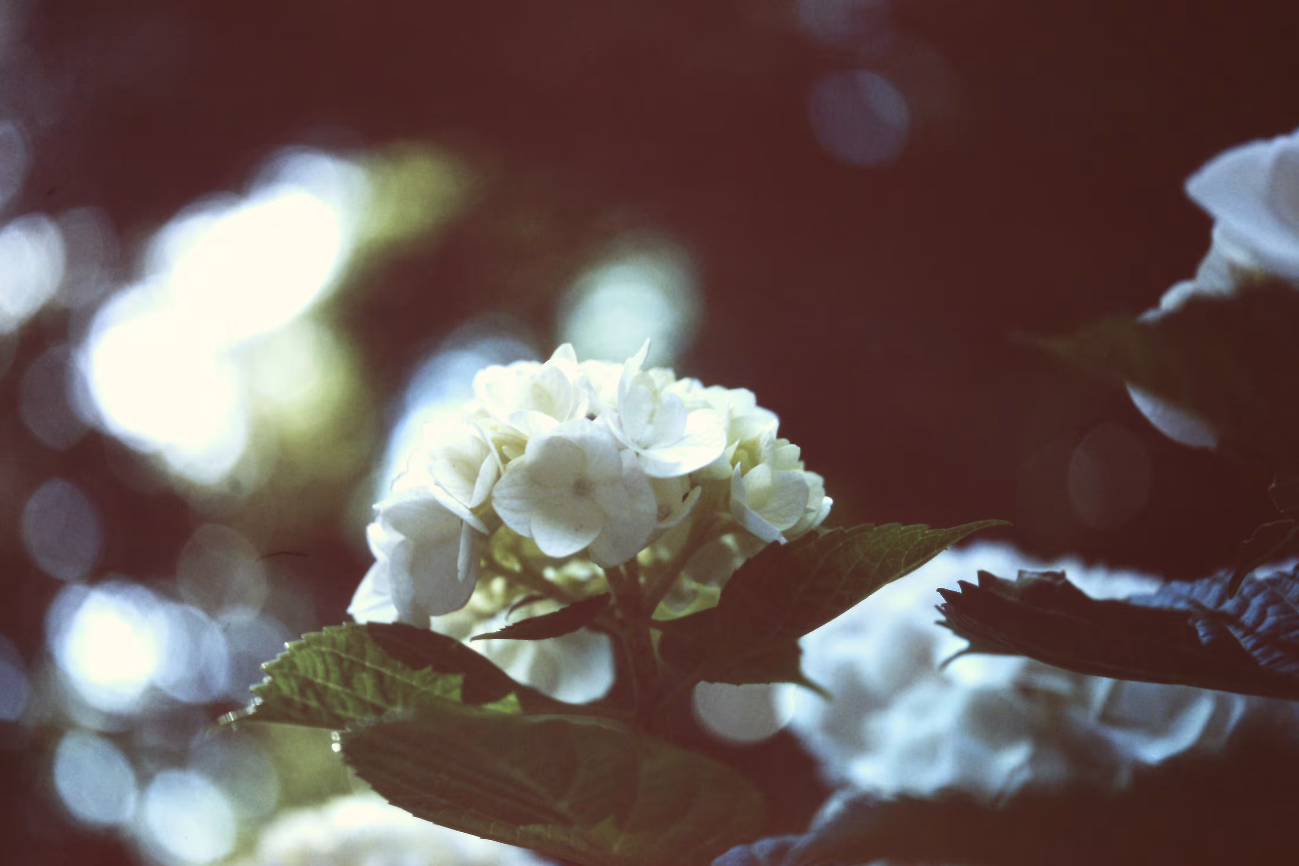 Heaven Series: The World of Film - Beautiful World
