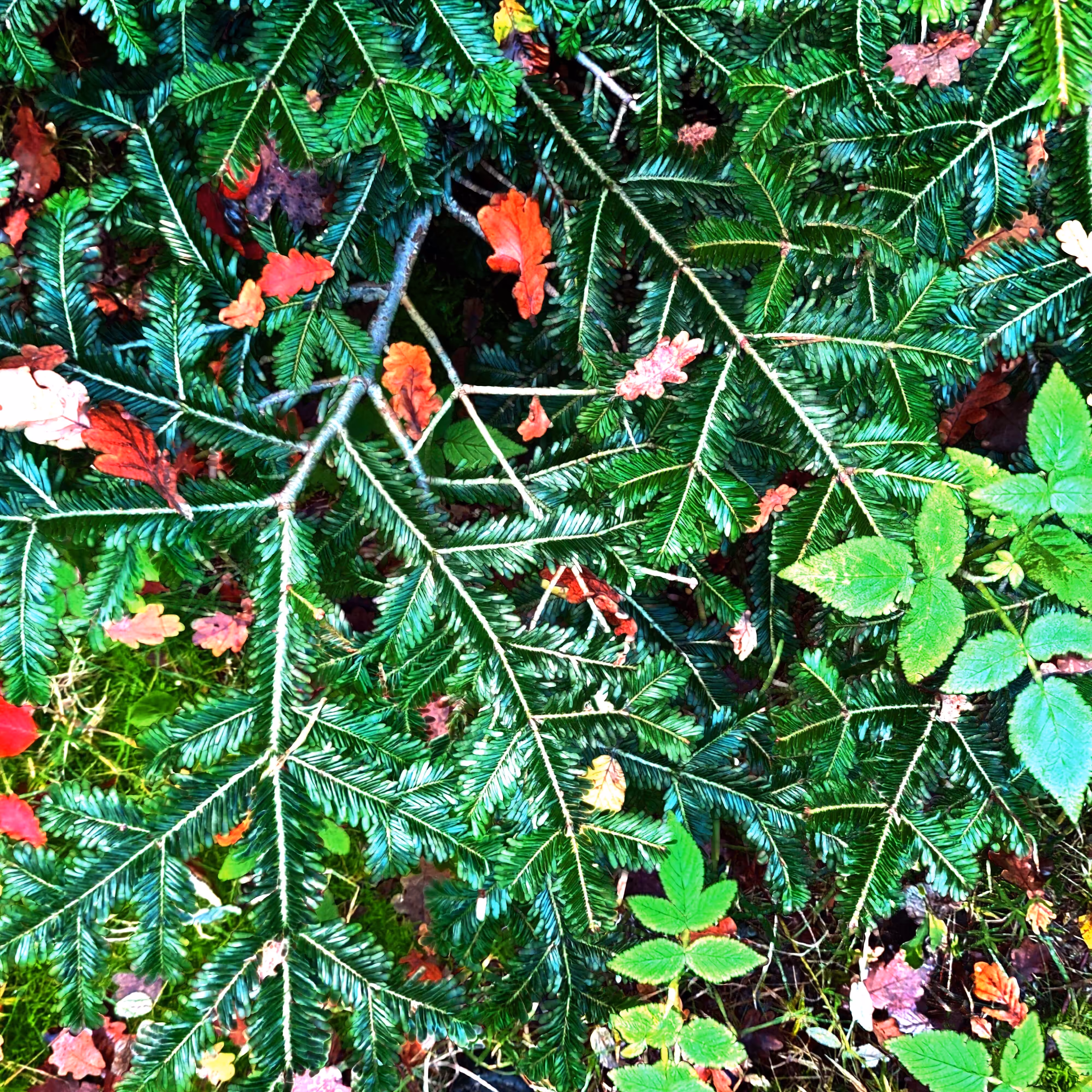 Autonomous Forest Plots: Plot u329n50g1