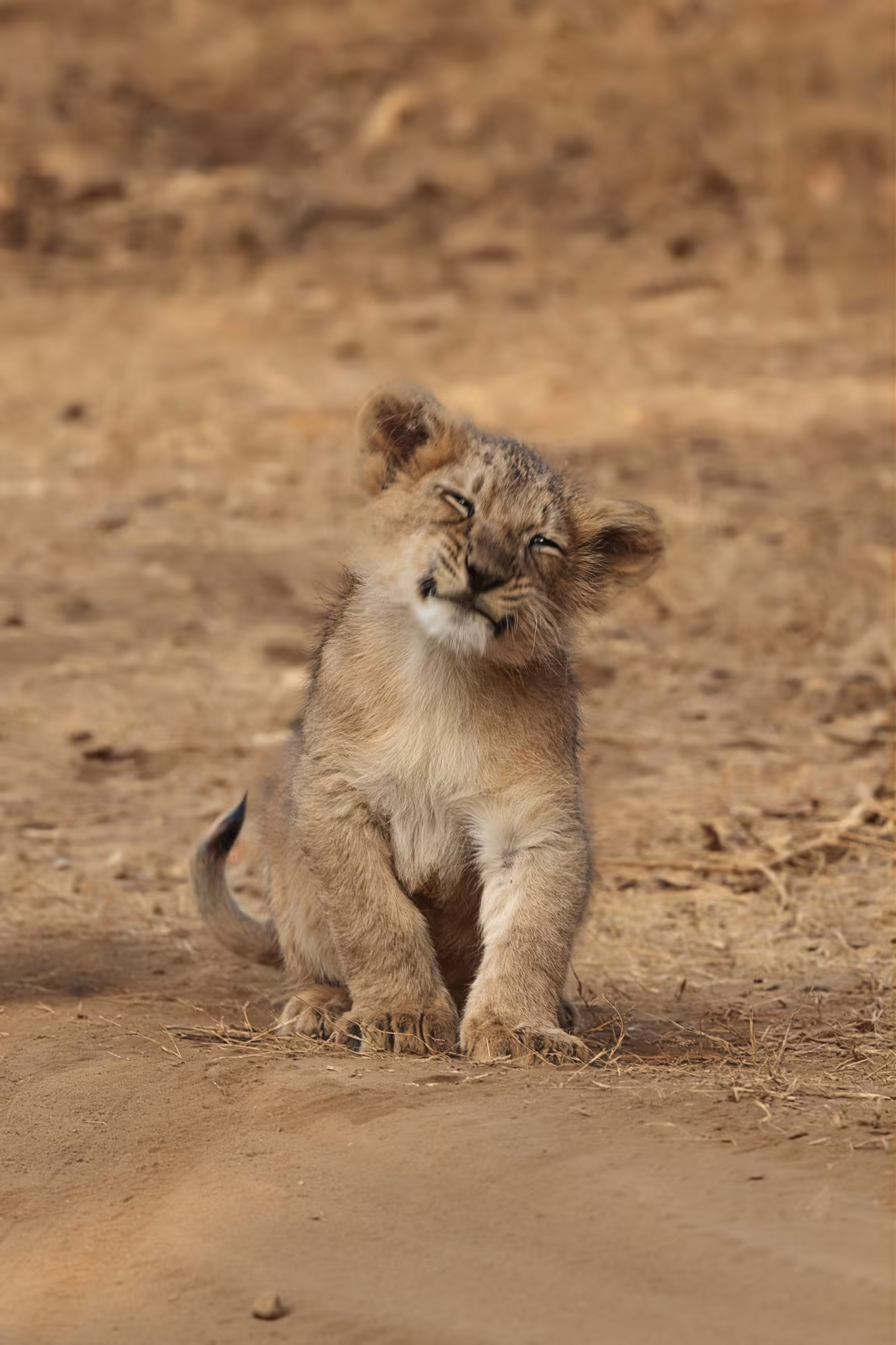 Simba the cutie !
