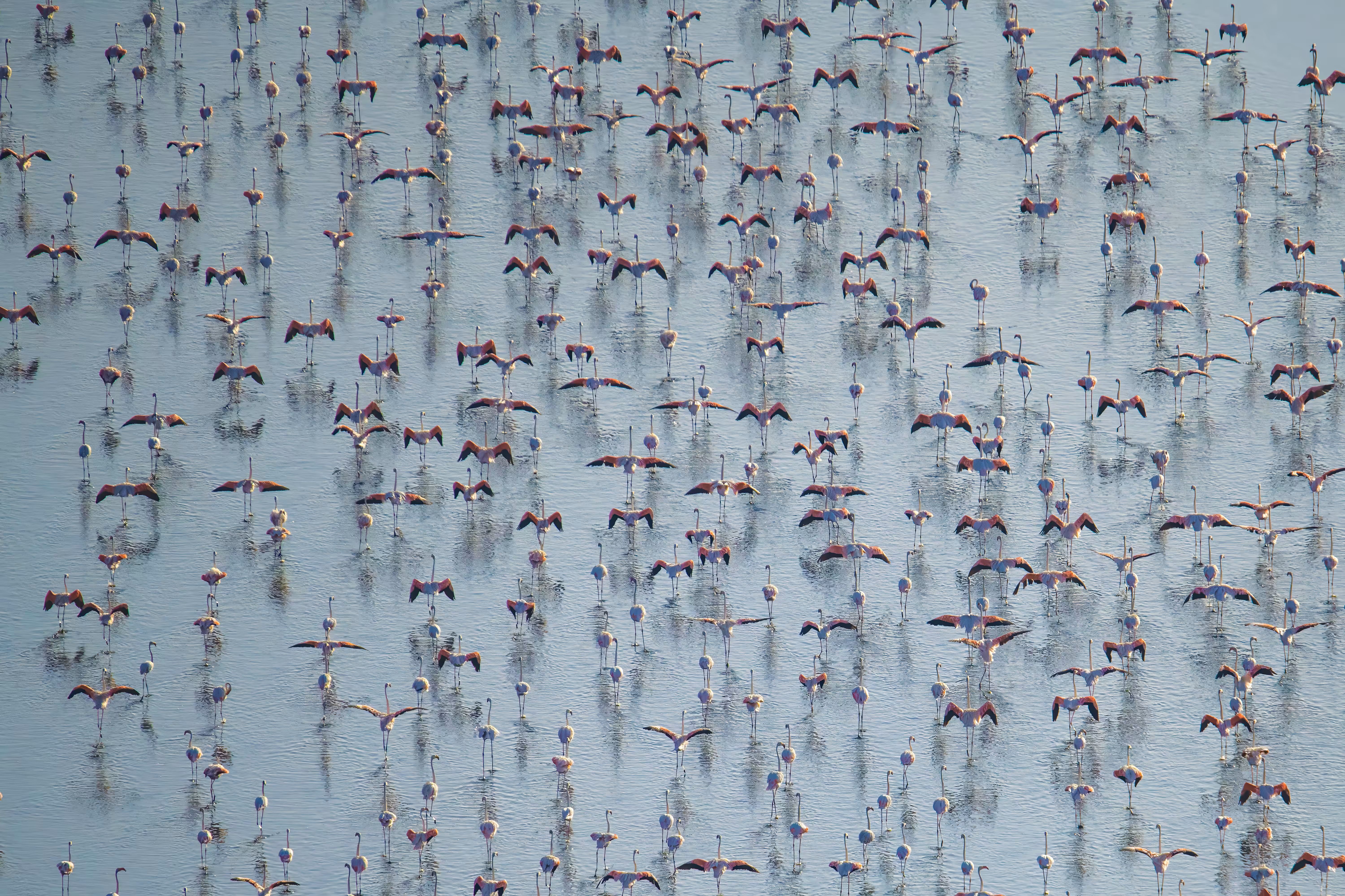 a colony of flamingos