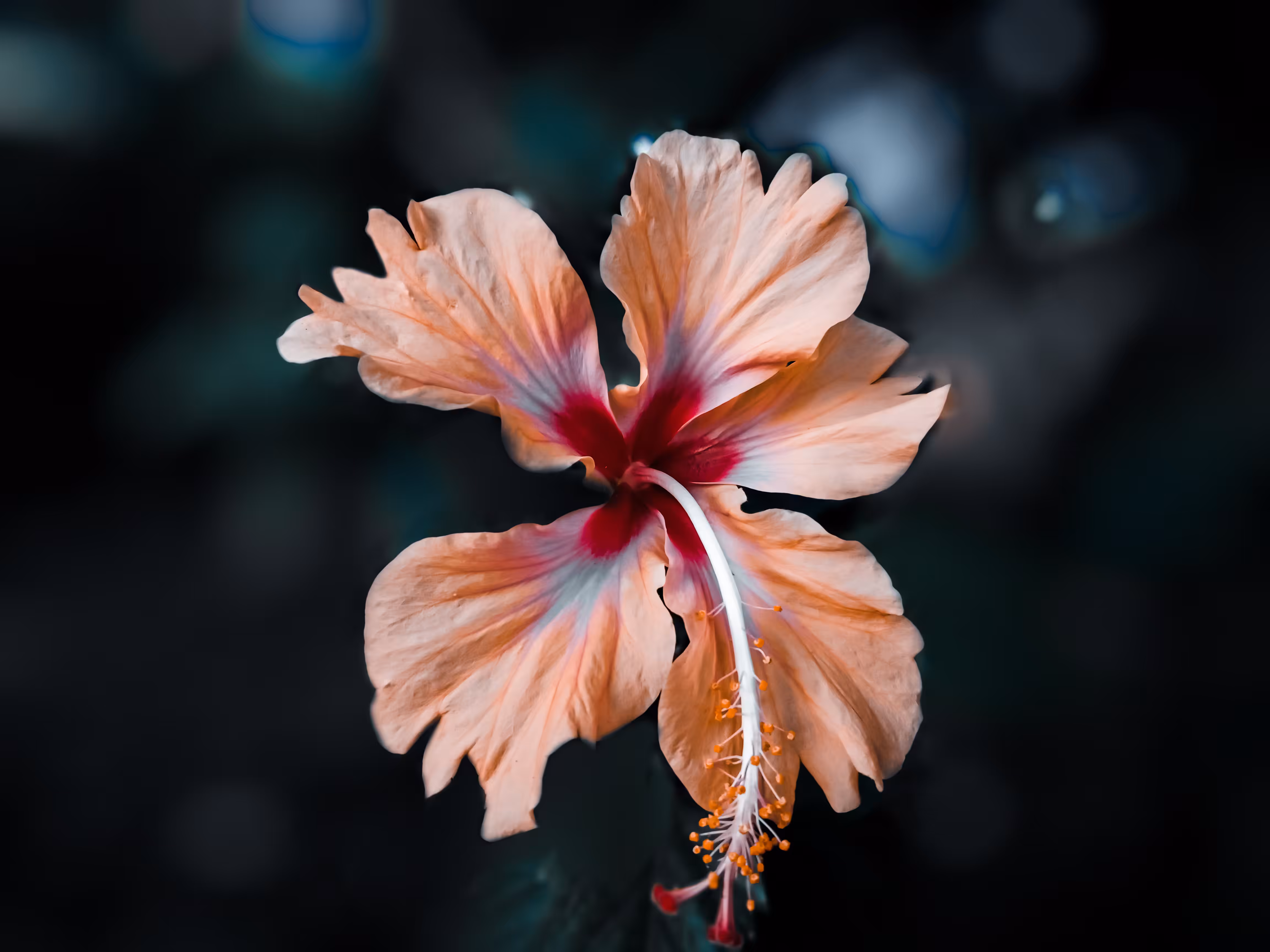 Queen of Tropics