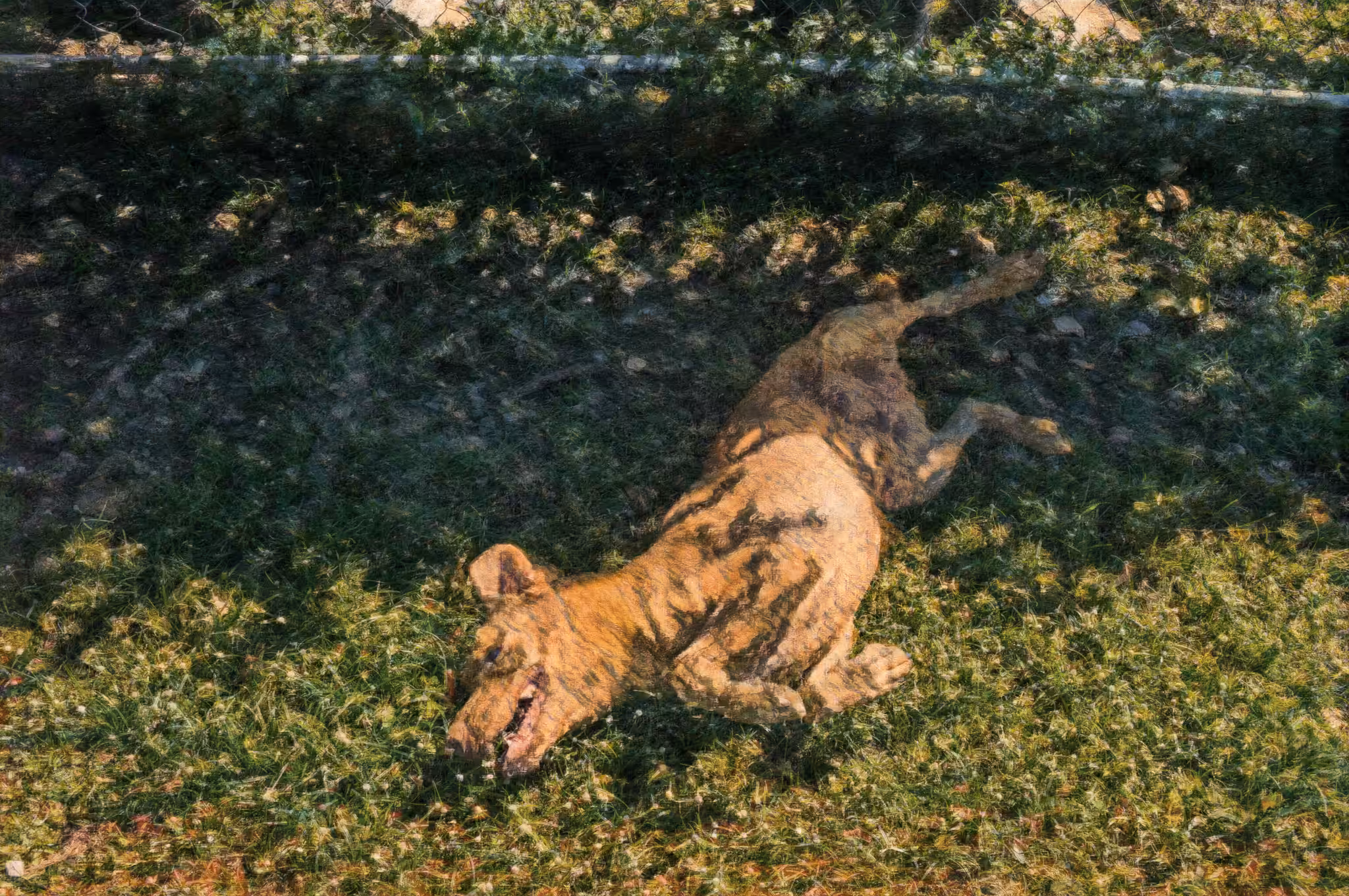 Peanut