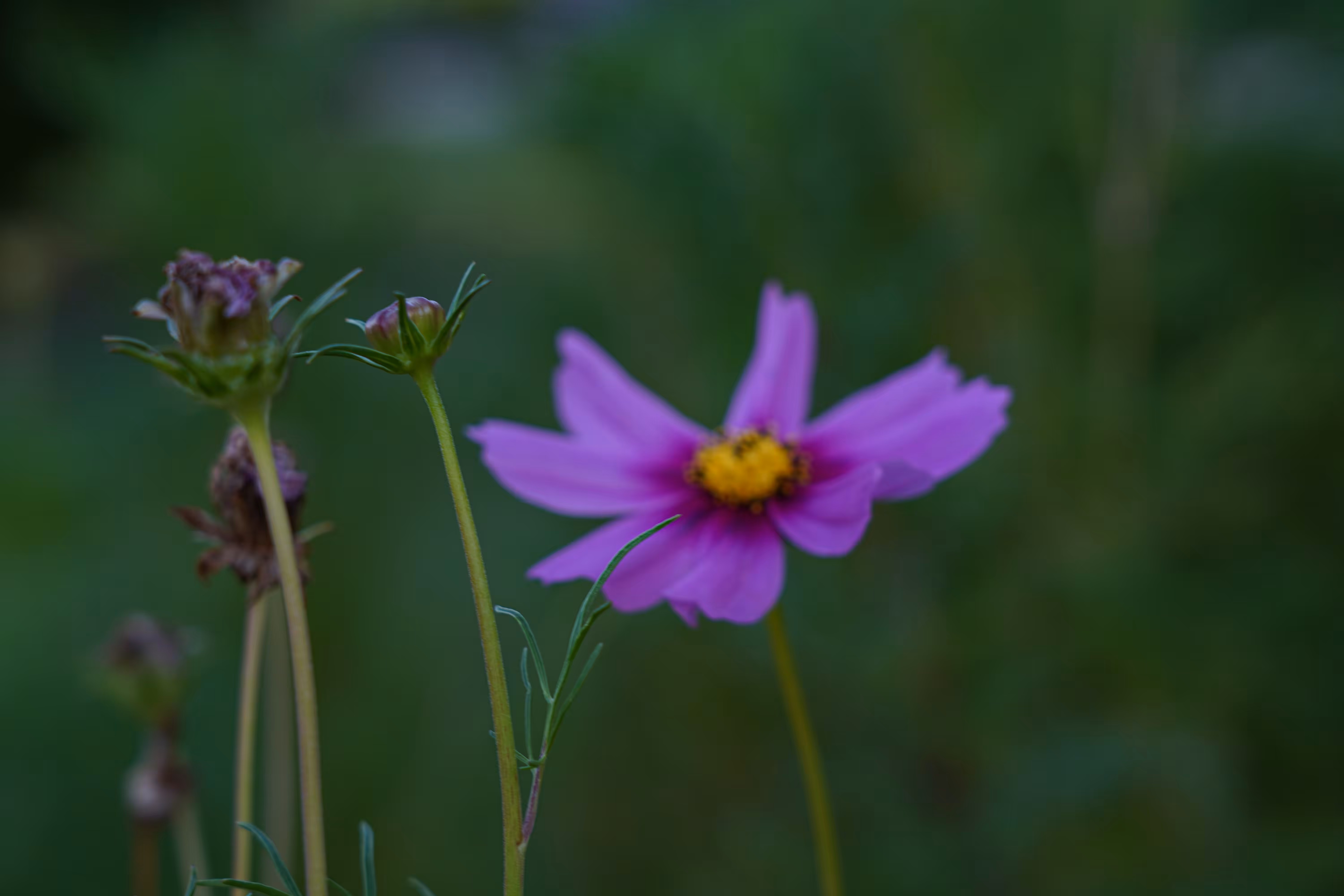 flowers: Whisper in the green silence
