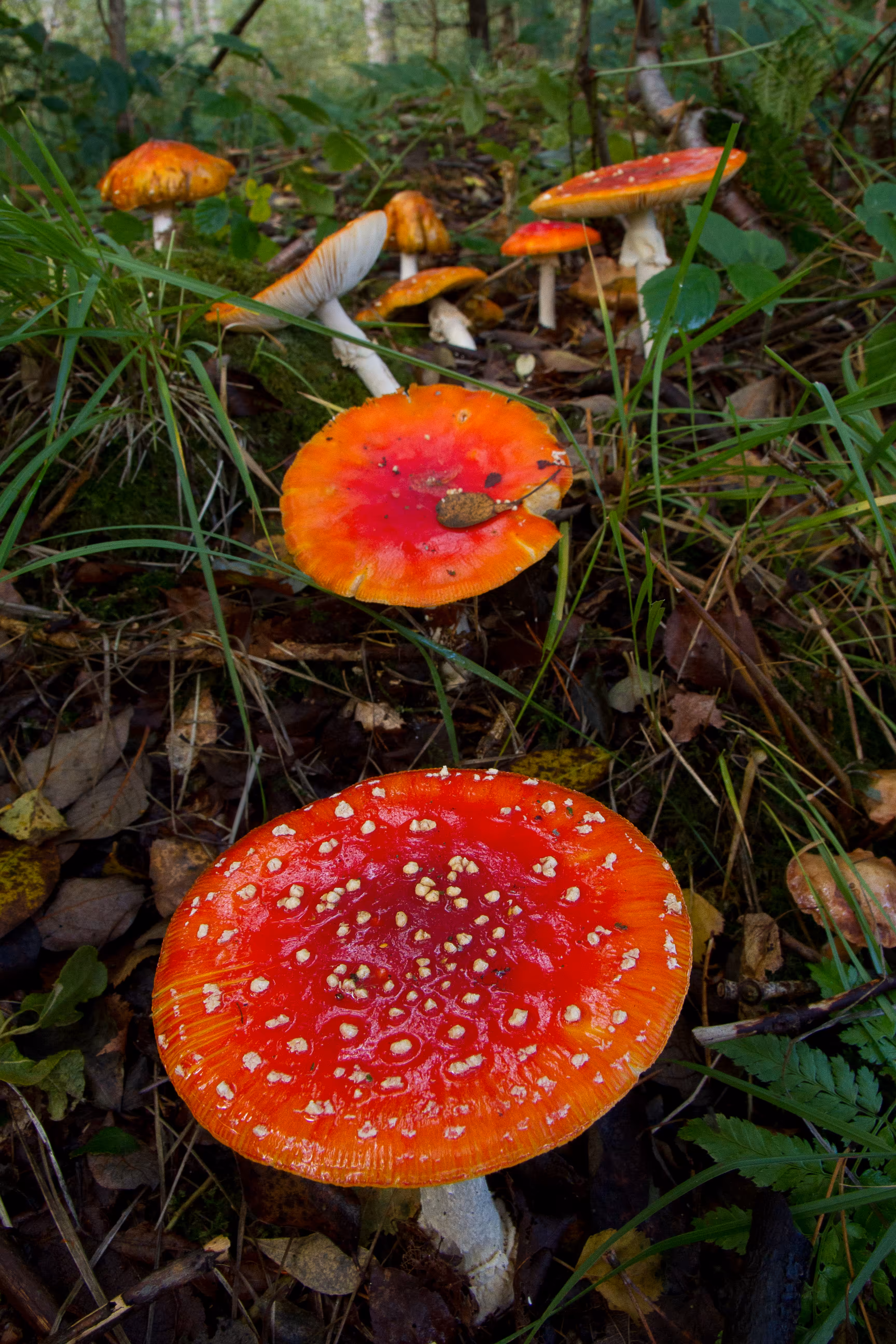 Toadstool Trail