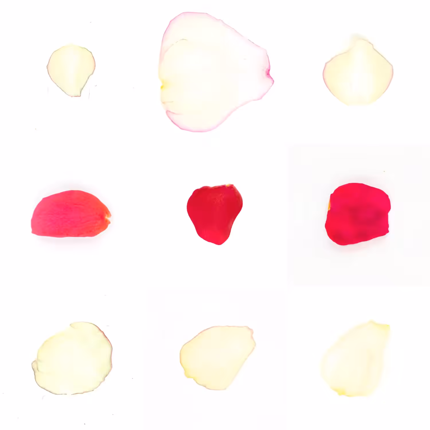 Infinite Petals 3x3#3362