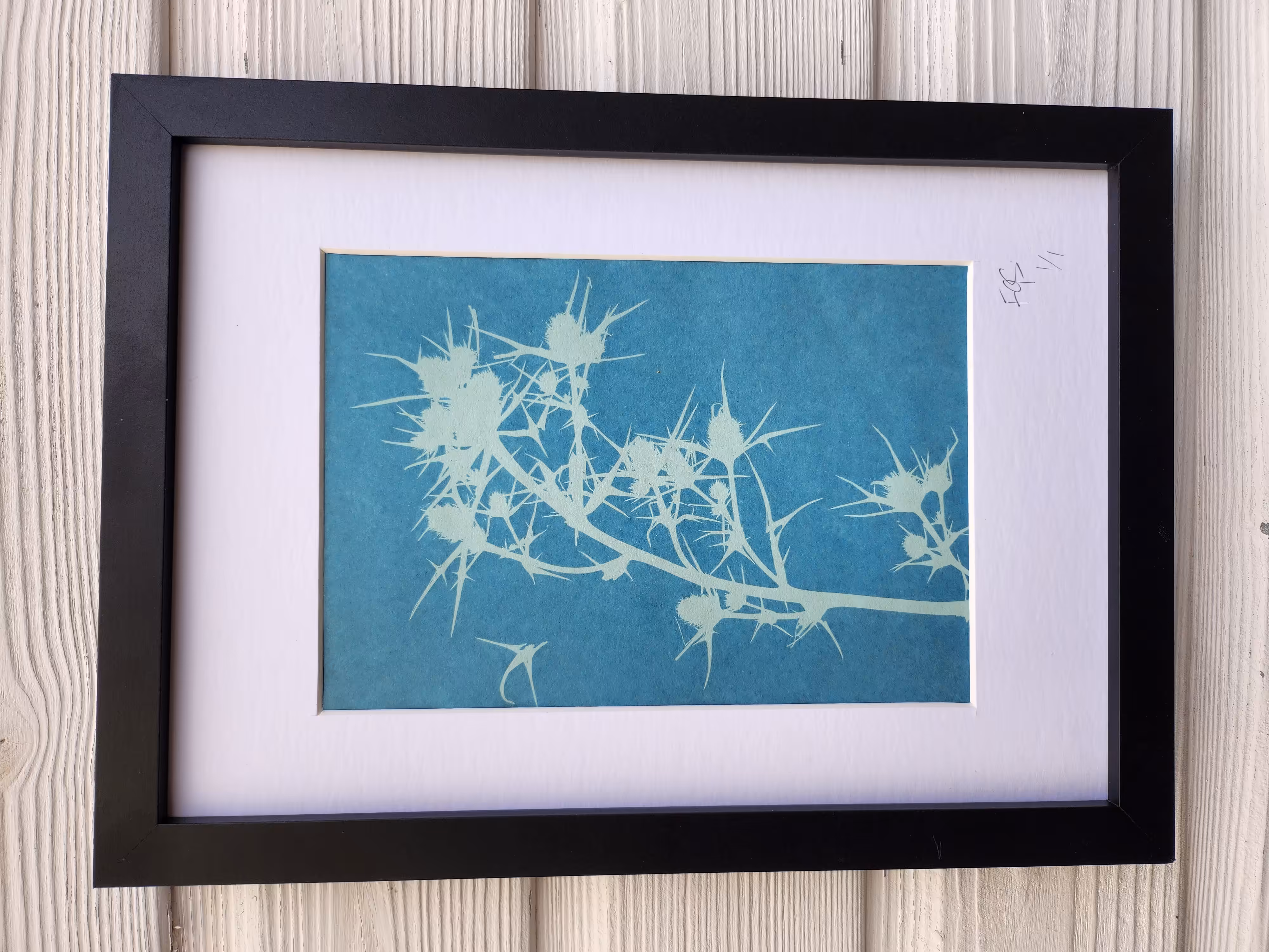 Cyanotype #004 | Botanicals | Milk Thistle (Silybum marianum)