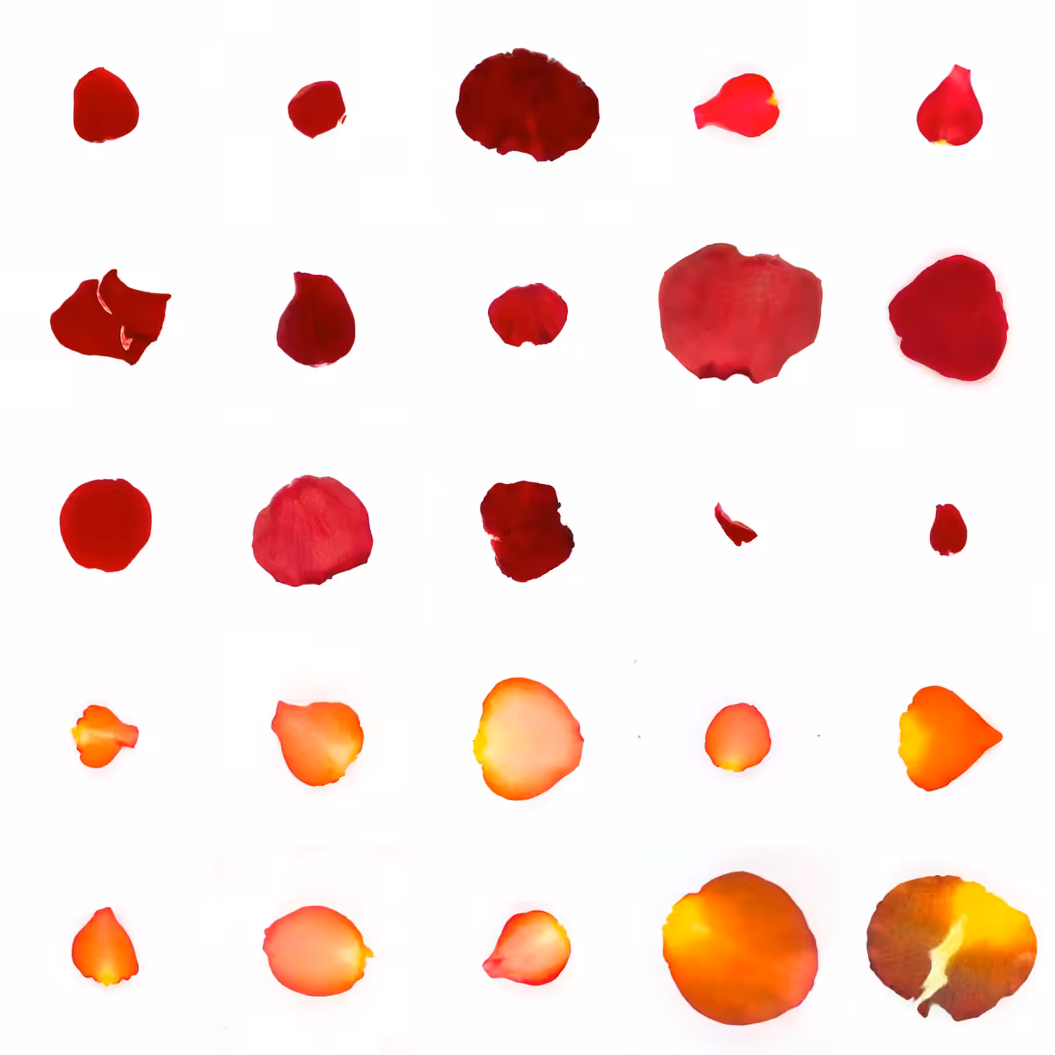 Infinite Petals 5x5#504
