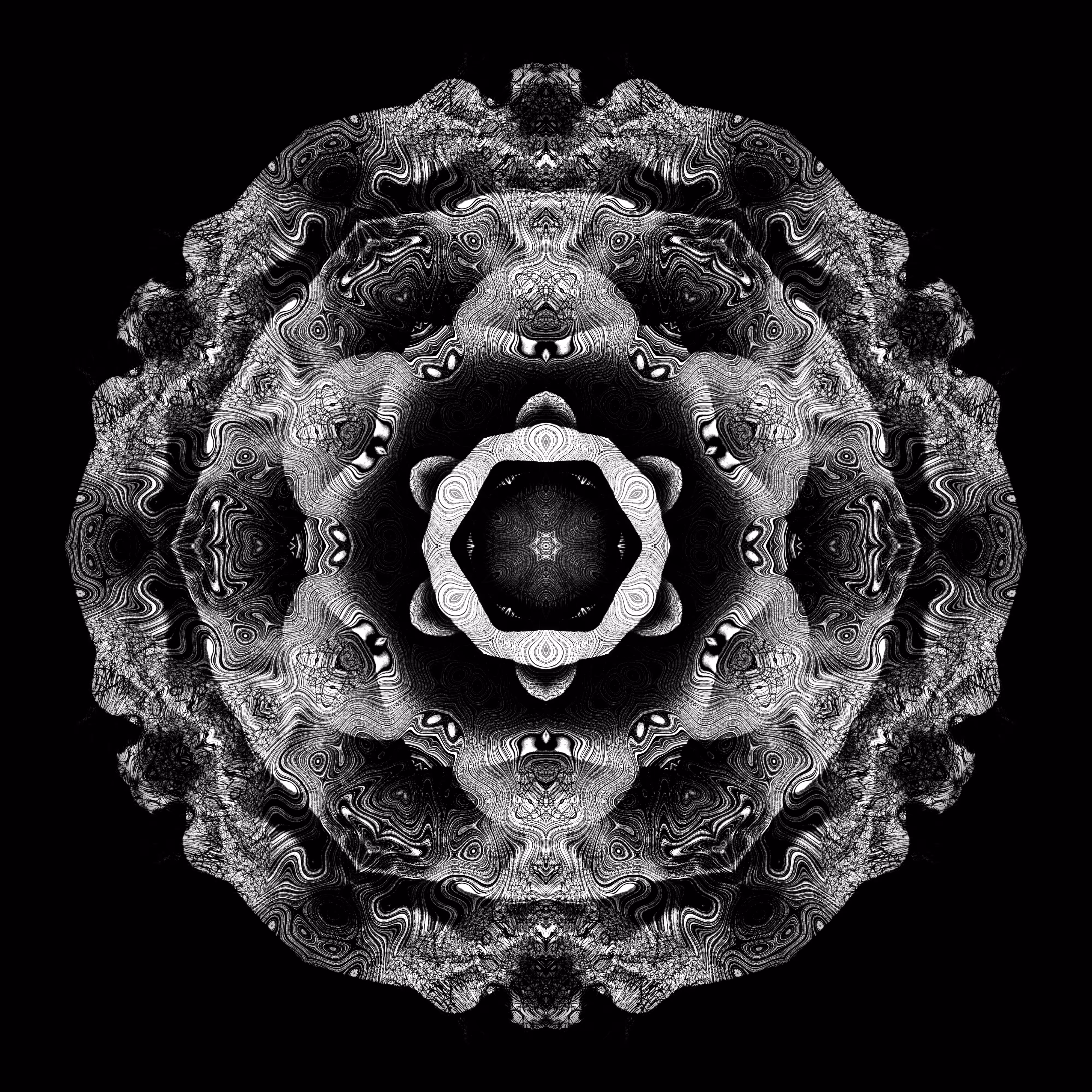 dark camellia D2