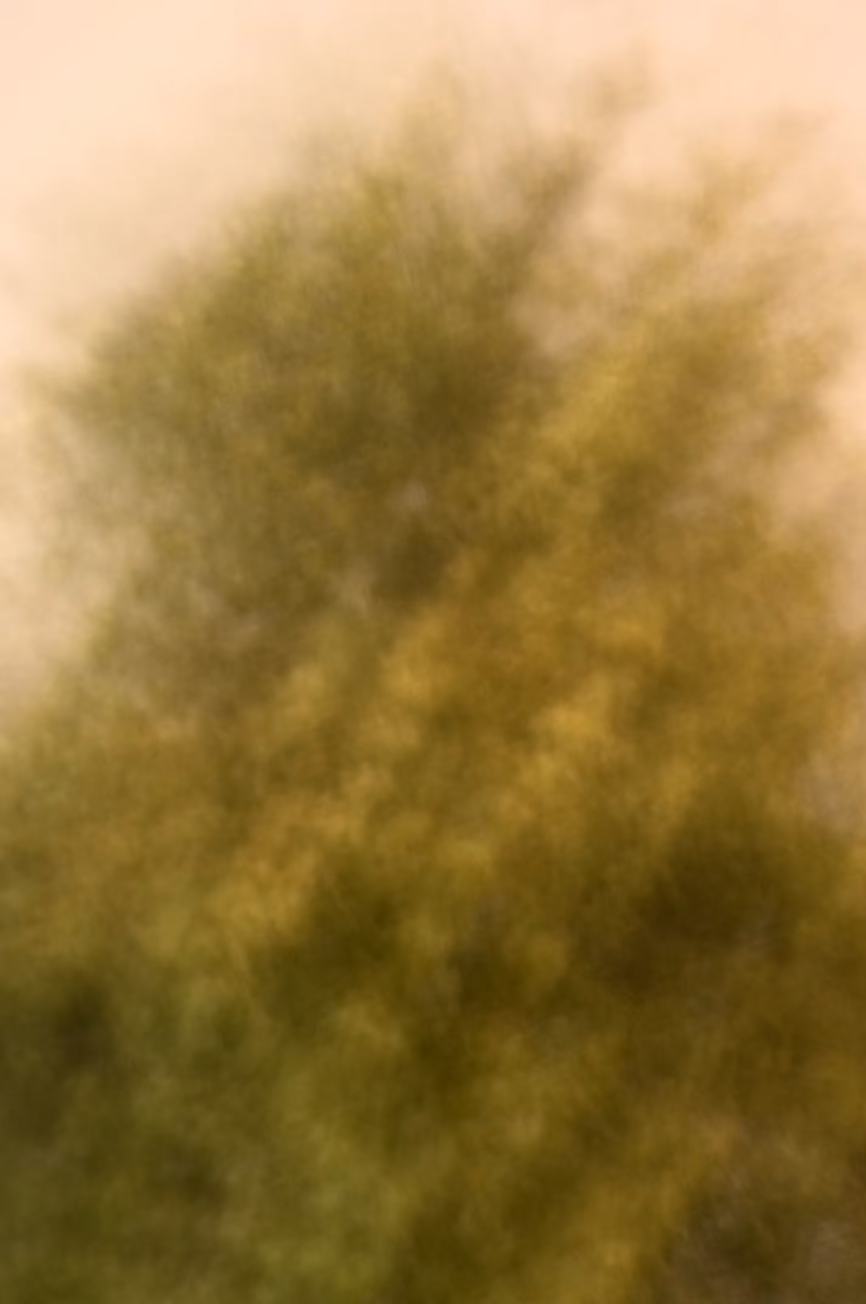 Pine Tree Abstract